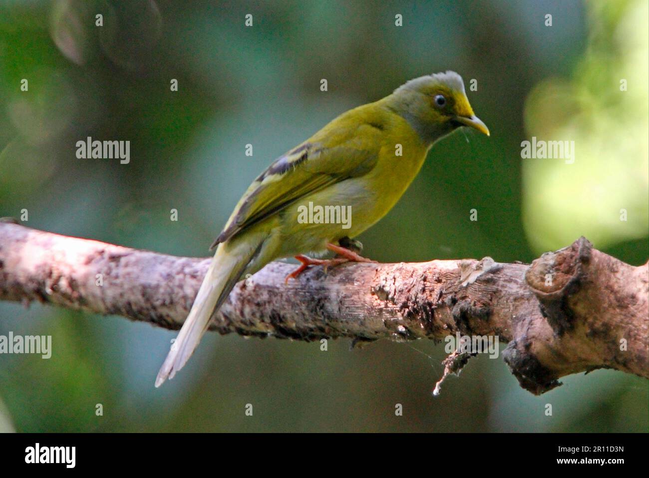 Graukopfbulbul (Pycnonotus priocephalus), Erwachsener, hoch oben auf dem Ast, Kerala, Western Ghats, Indien Stockfoto