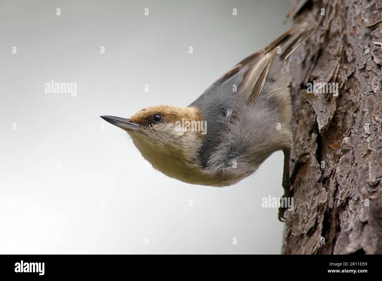 Pygmy Nuthatch (Sitta pygmaea), Erwachsene, am Baumstamm (U.) S. A. Stockfoto