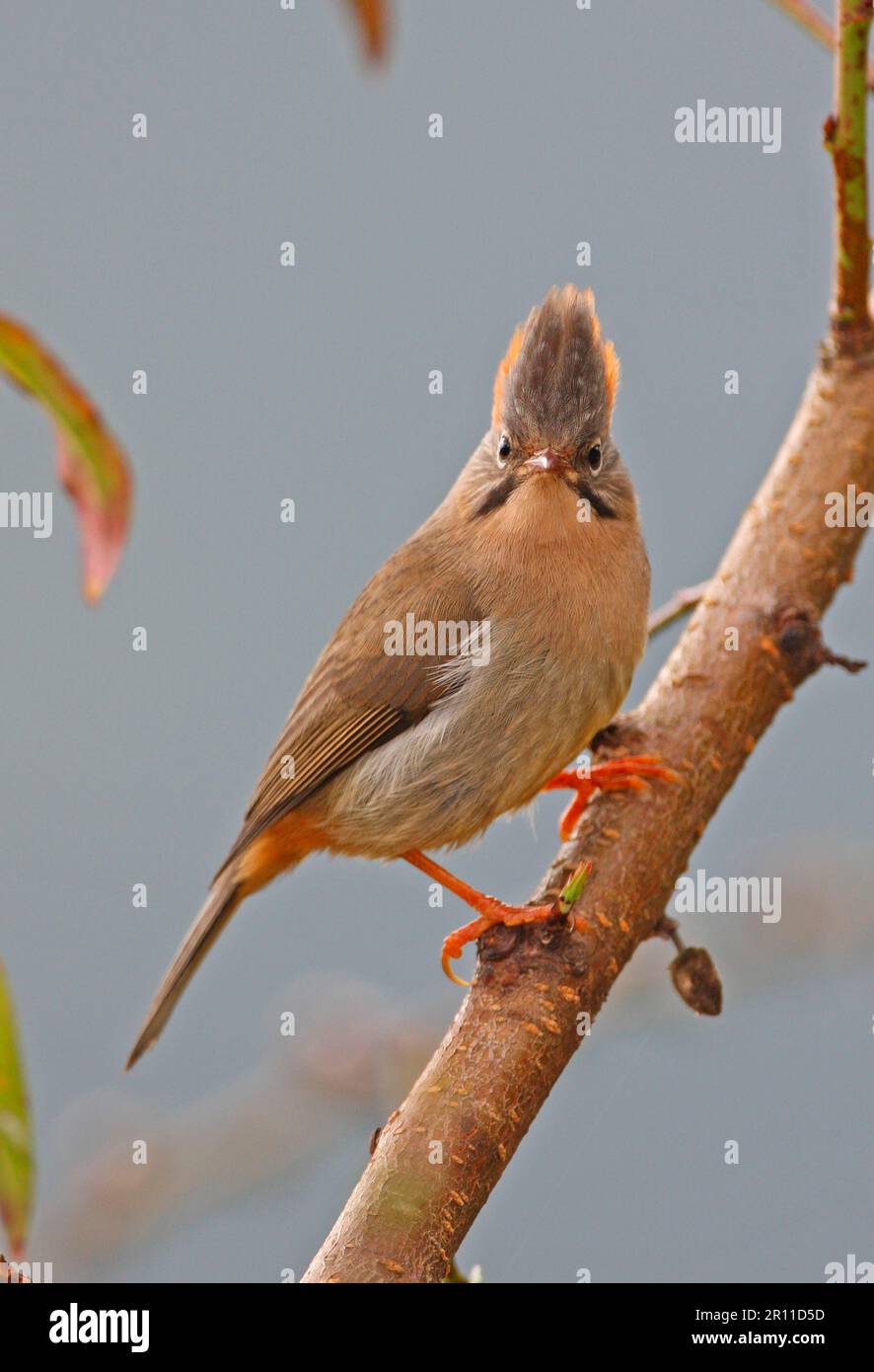 Rote Yuhina (Yuhina occipitalis occipitalis), Erwachsener, sitzt auf einem Zweig, Eaglenest Wildlife Sanctuary, Arunachal Pradesh, Indien Stockfoto