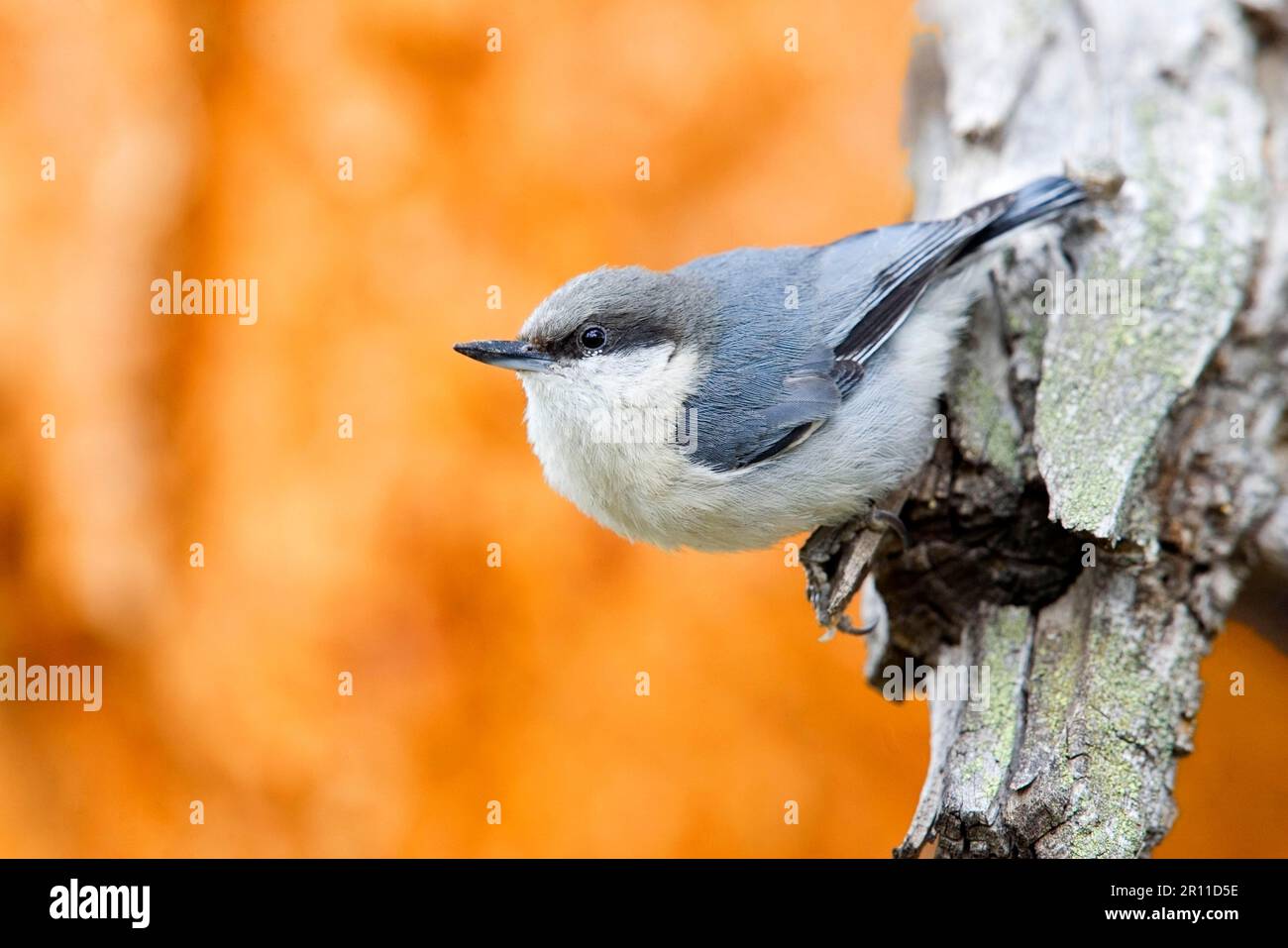 Pygmy Nuthatch (Sitta pygmaea), Erwachsene, utricularia ochroleuca (U.) (U.) S.A. Stockfoto