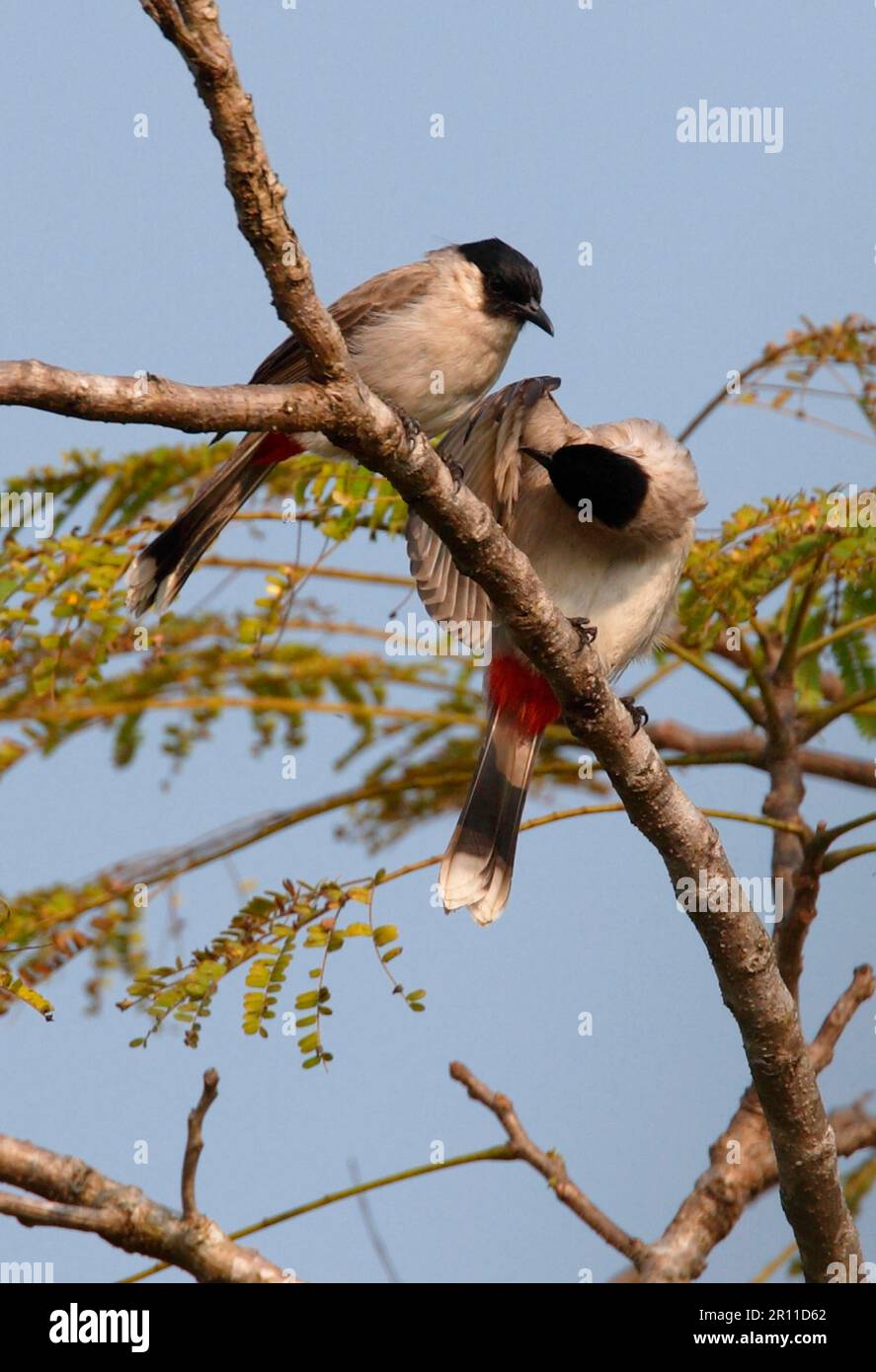 Rußköpfiges Bulbul (Pycnonotus aurigaster klossi) zwei Erwachsene, die unter Flügeln putzen, Nordthailand Stockfoto