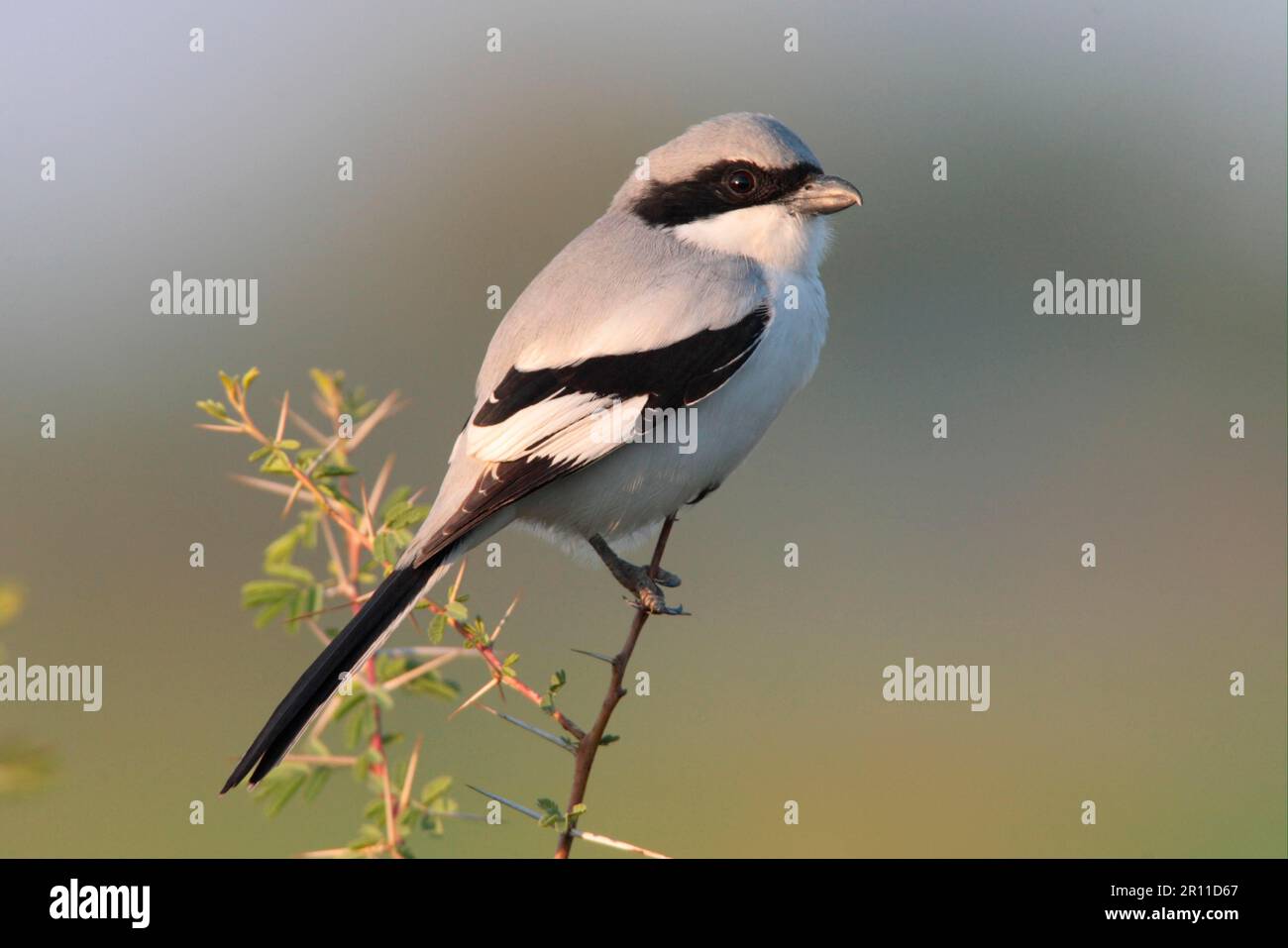 Südlicher grauer Riesenkürbis (Lanius meridionalis), Erwachsener, hoch oben im Dornbusch, Rajasthan, Indien Stockfoto