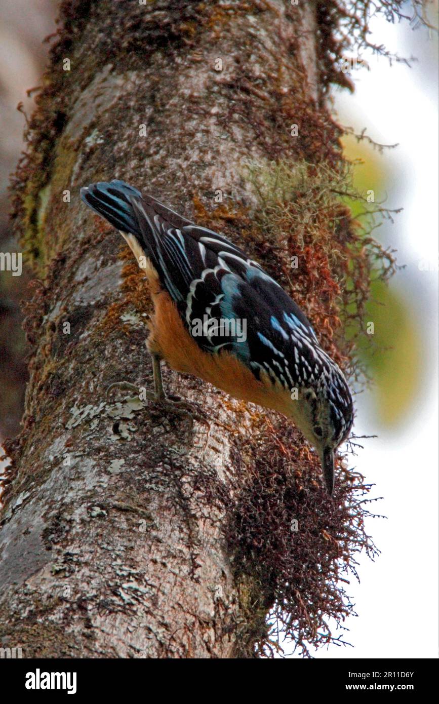 Beautiful Nuthatch (Sitta formosa), Erwachsener, Futtersuche auf dem Ast, Eaglenest Wildlife Sanctuary, Arunachal Pradesh, Indien Stockfoto