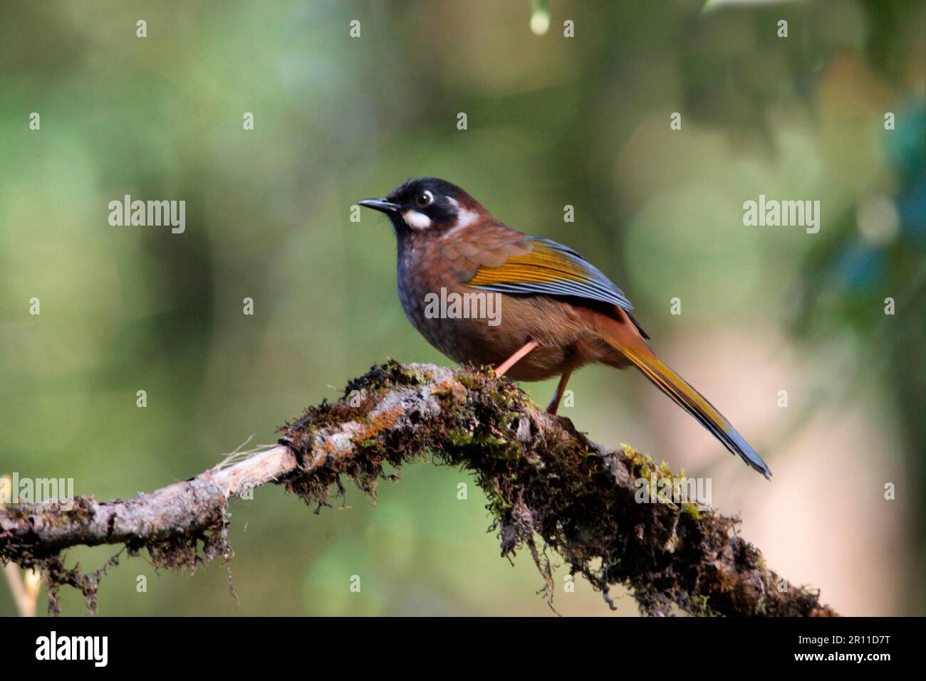 Schwarzer Laughingthrush (Garrulax affinis), Erwachsener, hoch oben auf dem Ast, Eaglenest Wildlife Sanctuary, Arunachal Pradesh, Indien Stockfoto