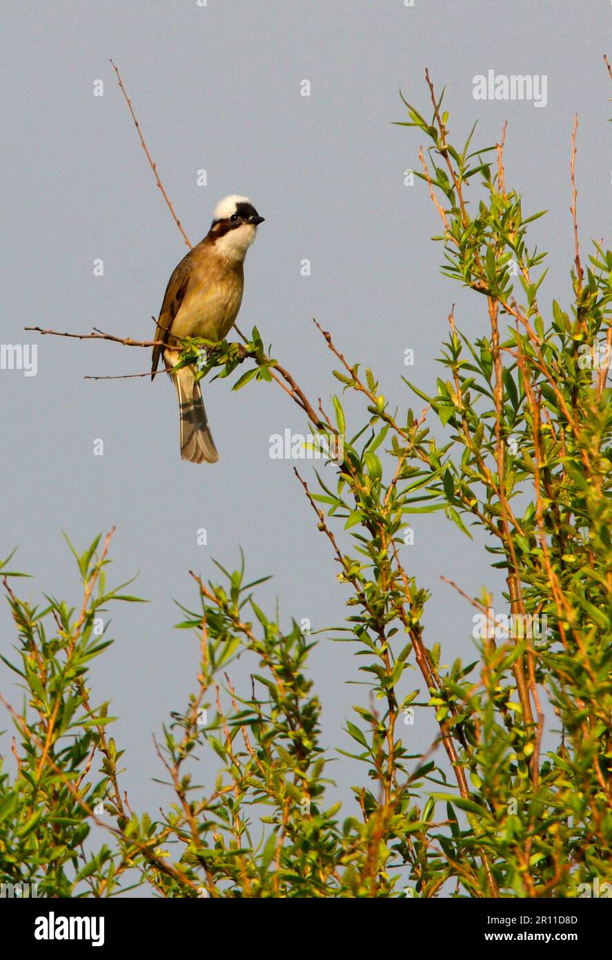 Chinesischer Bulbul (Pycnonotus sinensis), ausgewachsen, in Baumkronen, Beidaihe, Hebei, China Stockfoto