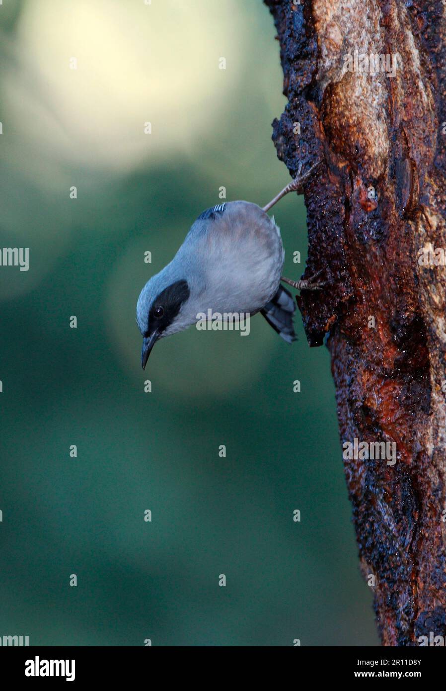 Heterophasia pulchella nigroauritus (Heterophasia pulchella nigroauritus), Erwachsener, Fütterung von baumsaft, Eaglenest Wildlife Sanctuary, Arunachal Stockfoto