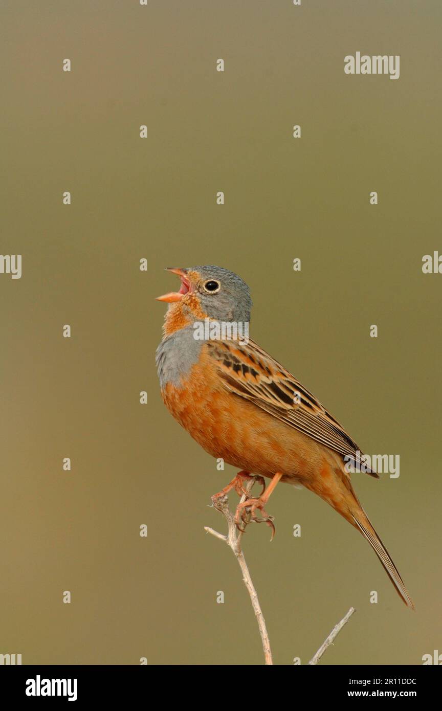 Cretzschmar's Bunting (Emberiza caesia), männlich, singend, hoch oben auf dem Stamm, Lesvos, Griechenland Stockfoto