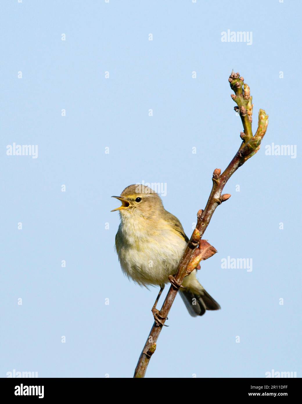 Chiffchaff, Chiffchaff, Gemeiner Chiffchaff (Phylloscopus collybita), Singvögel, Tiere, Vögel, Eurasischer Chiffchaff, ausgewachsener Singend, hoch oben auf dem Zweig Stockfoto