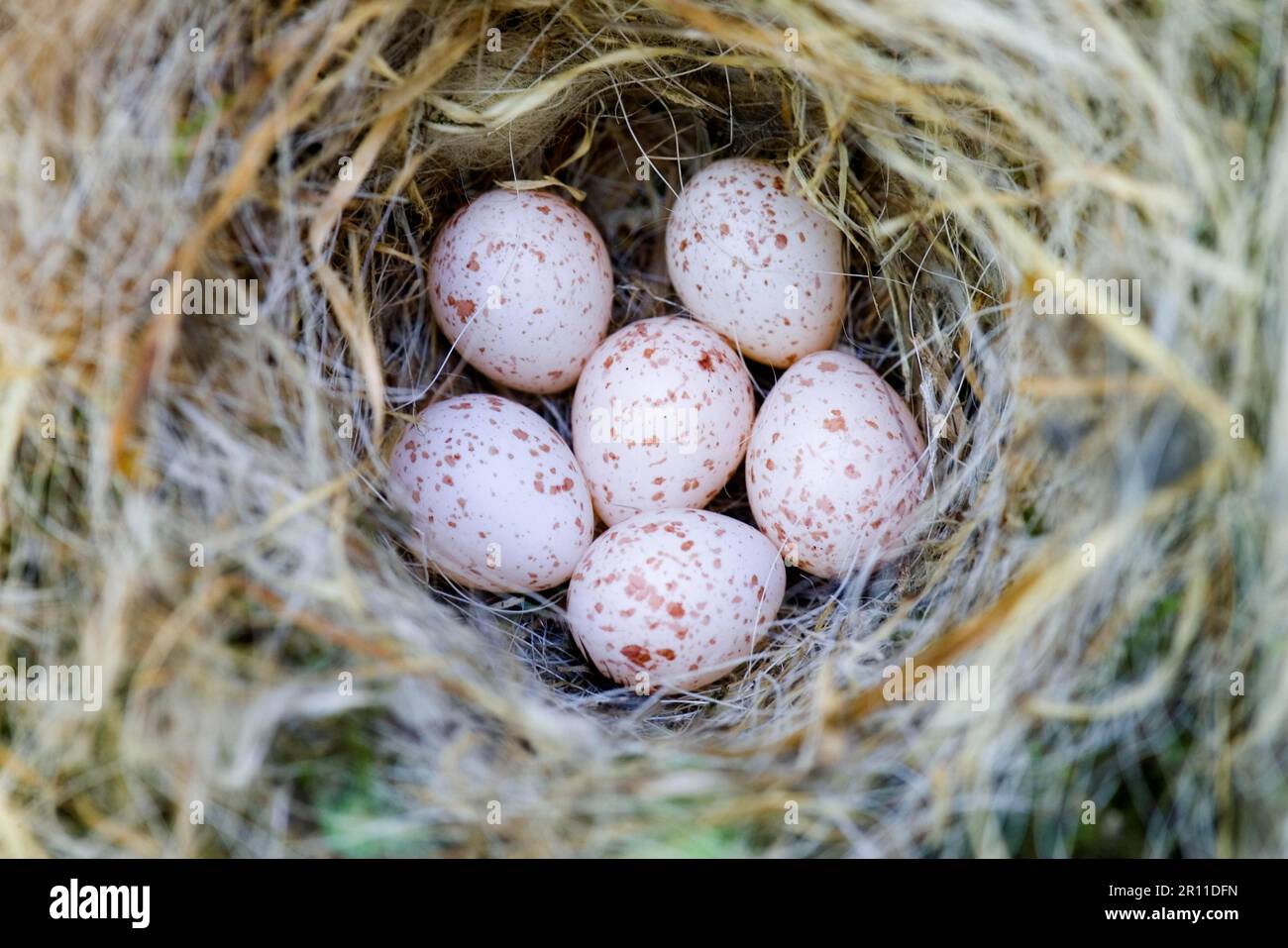 Carolina Chickadee (Parus carolinensis) sechs Eier in Nest (U.) S. A. Stockfoto