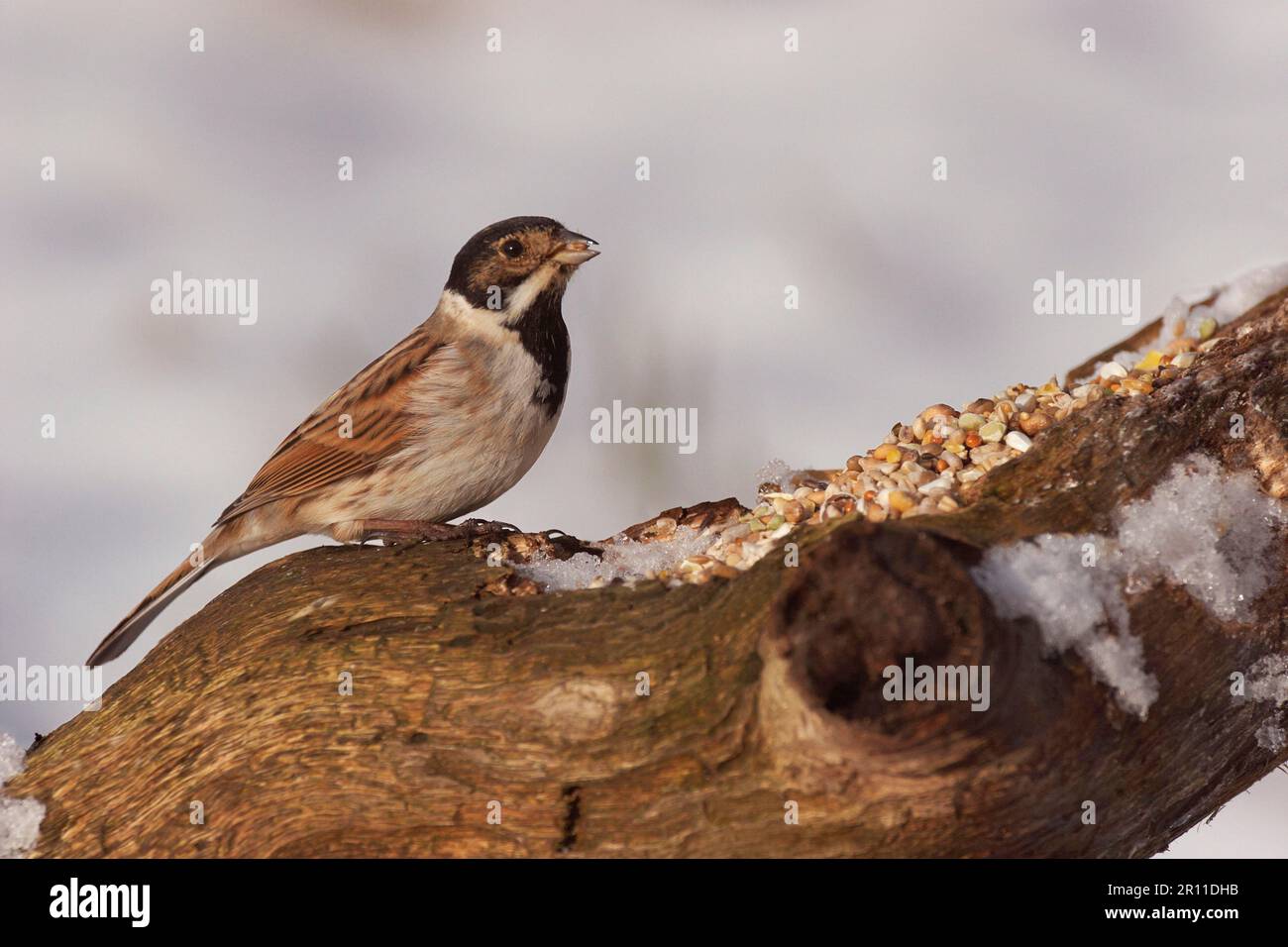 Reed Bunting (Emberiza schoeniclus), männlicher Erwachsener, Winterzucht, ernähren sich von Samen von Baumstämmen im Schnee, Leicestershire, England, United Stockfoto