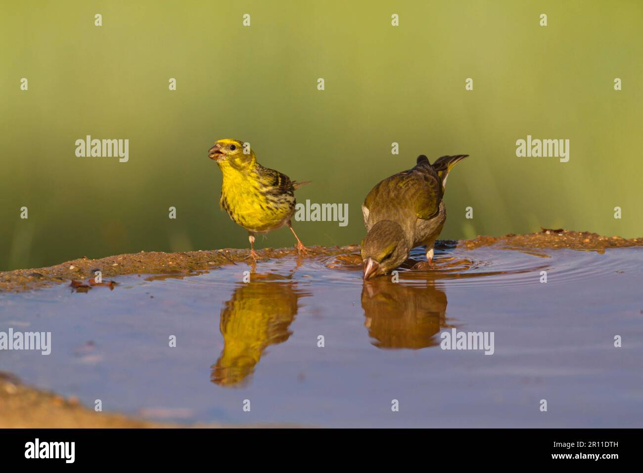 Europäischer Serin (Serinus serinus), männlich, und Europäischer Greenfinch (Carduelis chloris), weiblich, trinkend im Pool, Castilla y Leon, Spanien Stockfoto