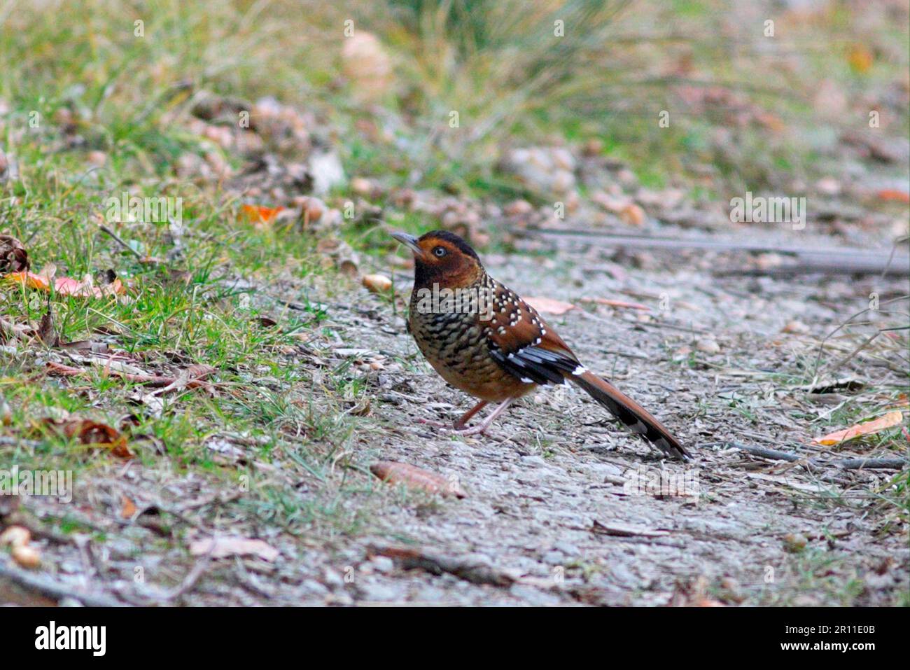 Gefleckter Laughingthrush (Garrulax ocellatus), Erwachsener, auf dem Boden stehend, Eaglenest Wildlife Sanctuary, Arunachal Pradesh, Indien Stockfoto