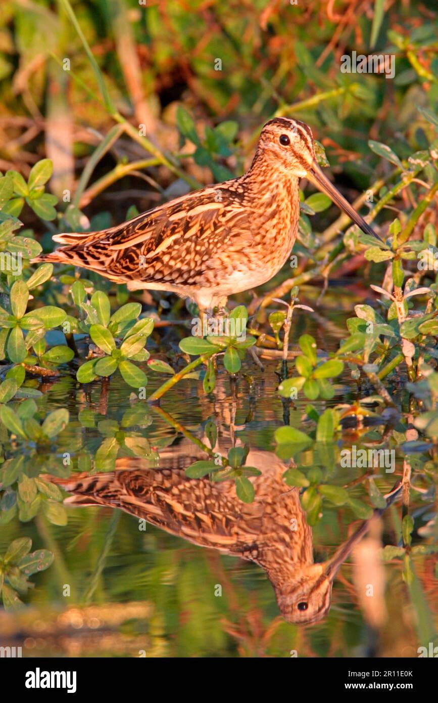 Gewöhnliche Schnecke (Gallinago gallinago), Erwachsener, im Wasser stehend mit Reflexion, Long Valley, Hongkong, China Stockfoto