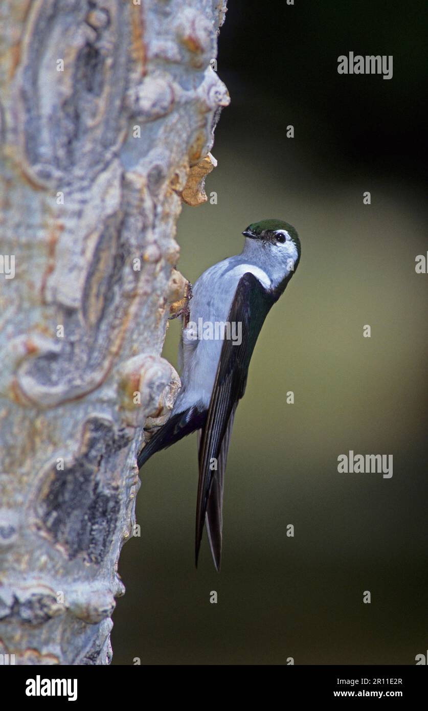 Violett-grüne Schwalbe (Tachycineta thalassina), Violett-grüne Schwalbe, Singvögel, Tiere, Vögel, Schwalben, Violett-Grün-Schwalbe, männlich, AT Stockfoto