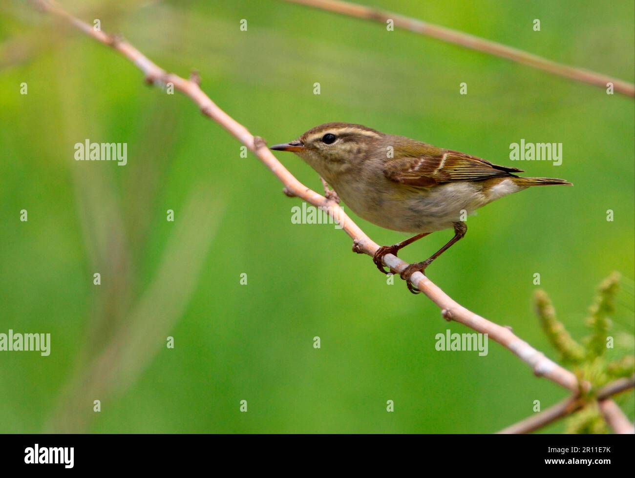 Gelbbrauen-Warbler (Phylloscopus inornatus), Gelbbrauen-Warbler, Singvögel, Tiere, Vögel, Gelbbraun-Warbler Erwachsener, hoch oben auf dem Zweig Stockfoto