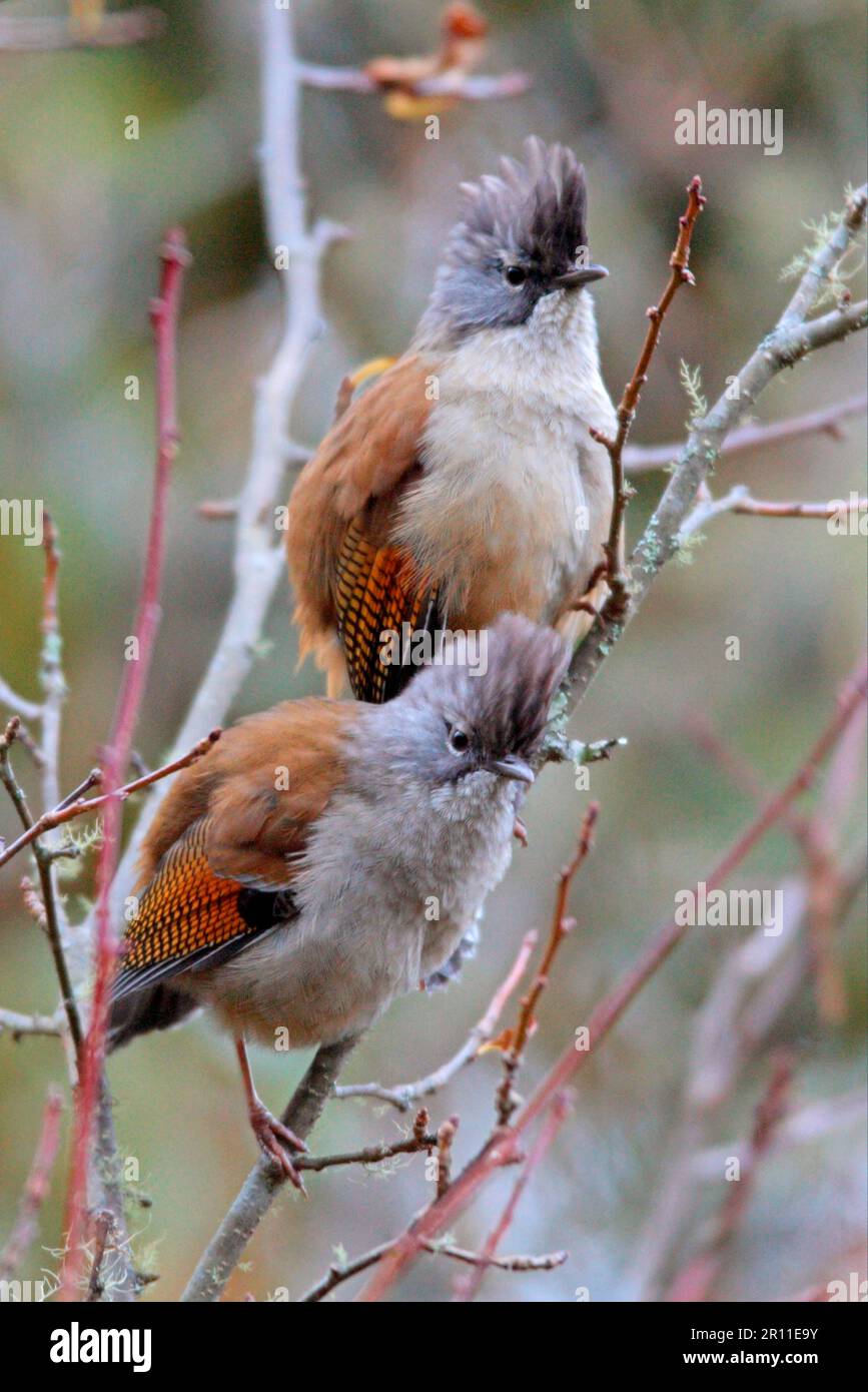 Strähnen-Kehlkopfbarwing (Actinodura waldeni daflaensis), Erwachsenenpaar, Eaglenest Wildlife Sanctuary, Arunachal Pradesh, Indien Stockfoto