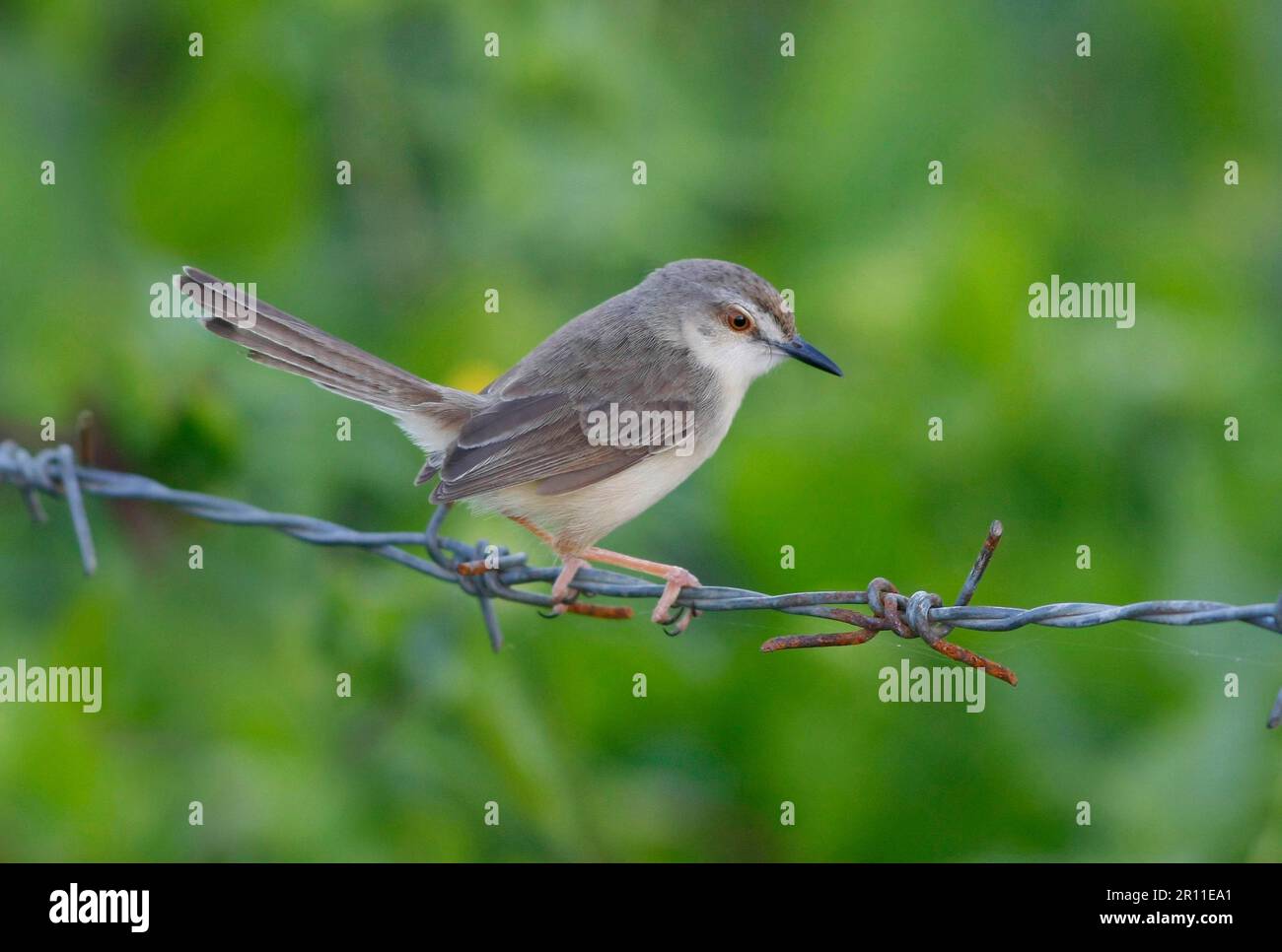 Graubrustprinia, Singvögel, Tiere, Vögel, Graubrustprinia (Prinia hodgsonii), Erwachsener, auf Stacheldrahtzaun, Sri Lanka Stockfoto