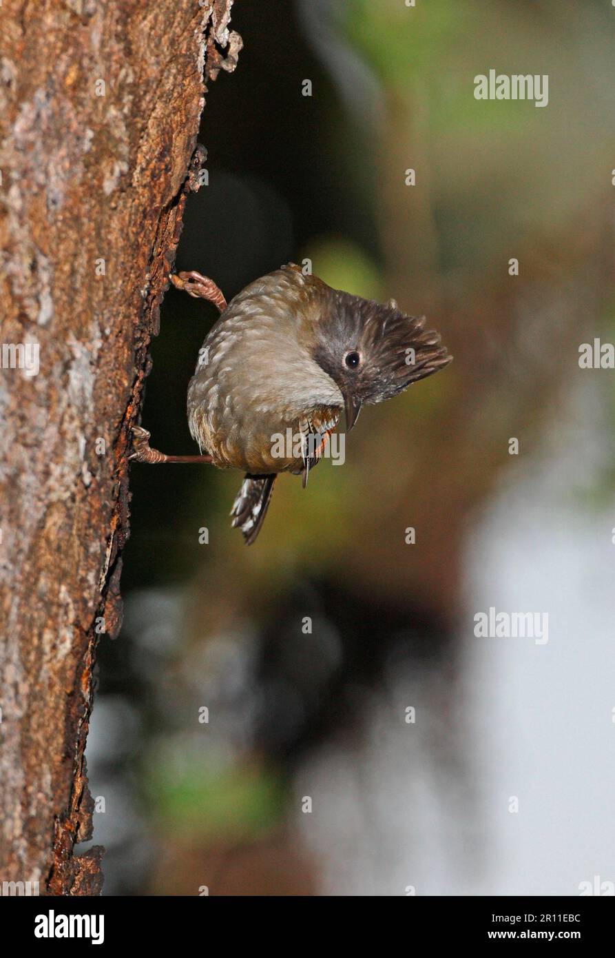 Sibia mit Streifenkopf (Actinodura waldeni daflaensis), Erwachsene, Fütterung von baumsaft, Eaglenest Wildlife Sanctuary, Arunachal Pradesh, Indien Stockfoto