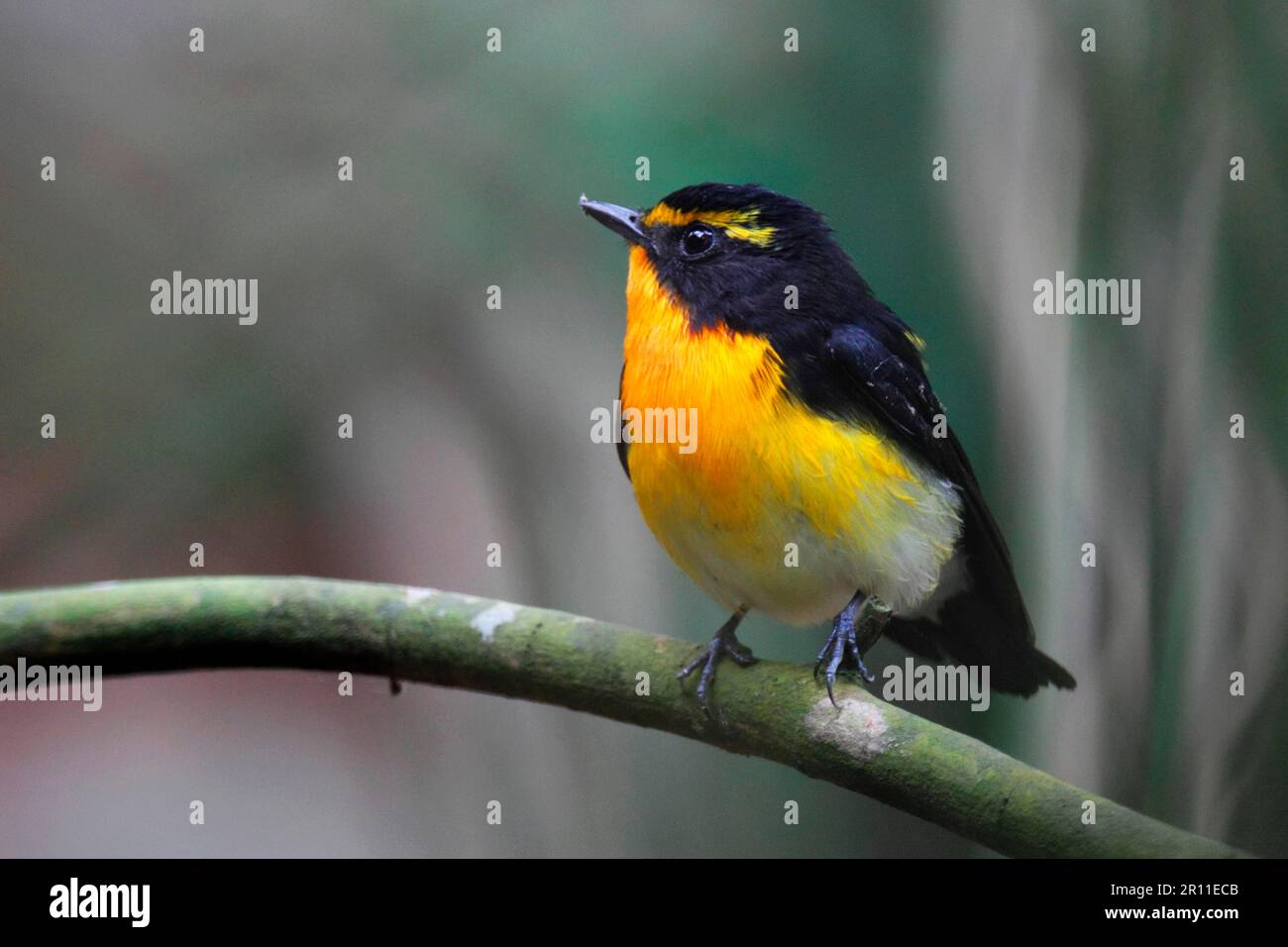 Narcissus Fliegenfänger (Ficedula narcissina), Narcissus Fliegenfänger, Singvögel, Tiere, Vögel, Narcissus Flycatcher männlich, hoch oben auf Po Toi Stockfoto