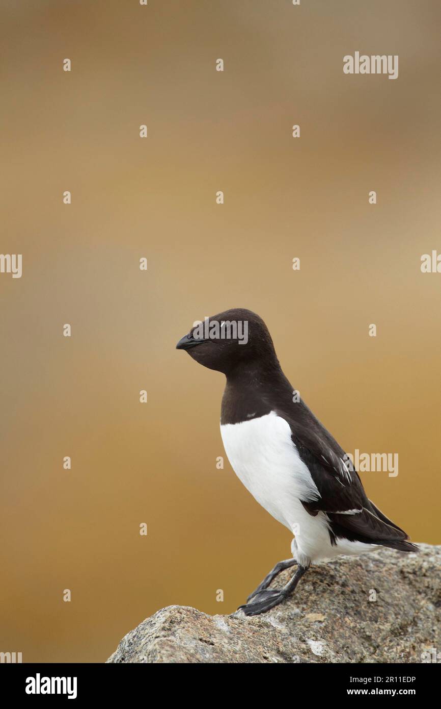 Little Auk (alle) Erwachsener, Sommerzucht, mit voller Ernte, auf Felsen stehend, Svalbard Stockfoto