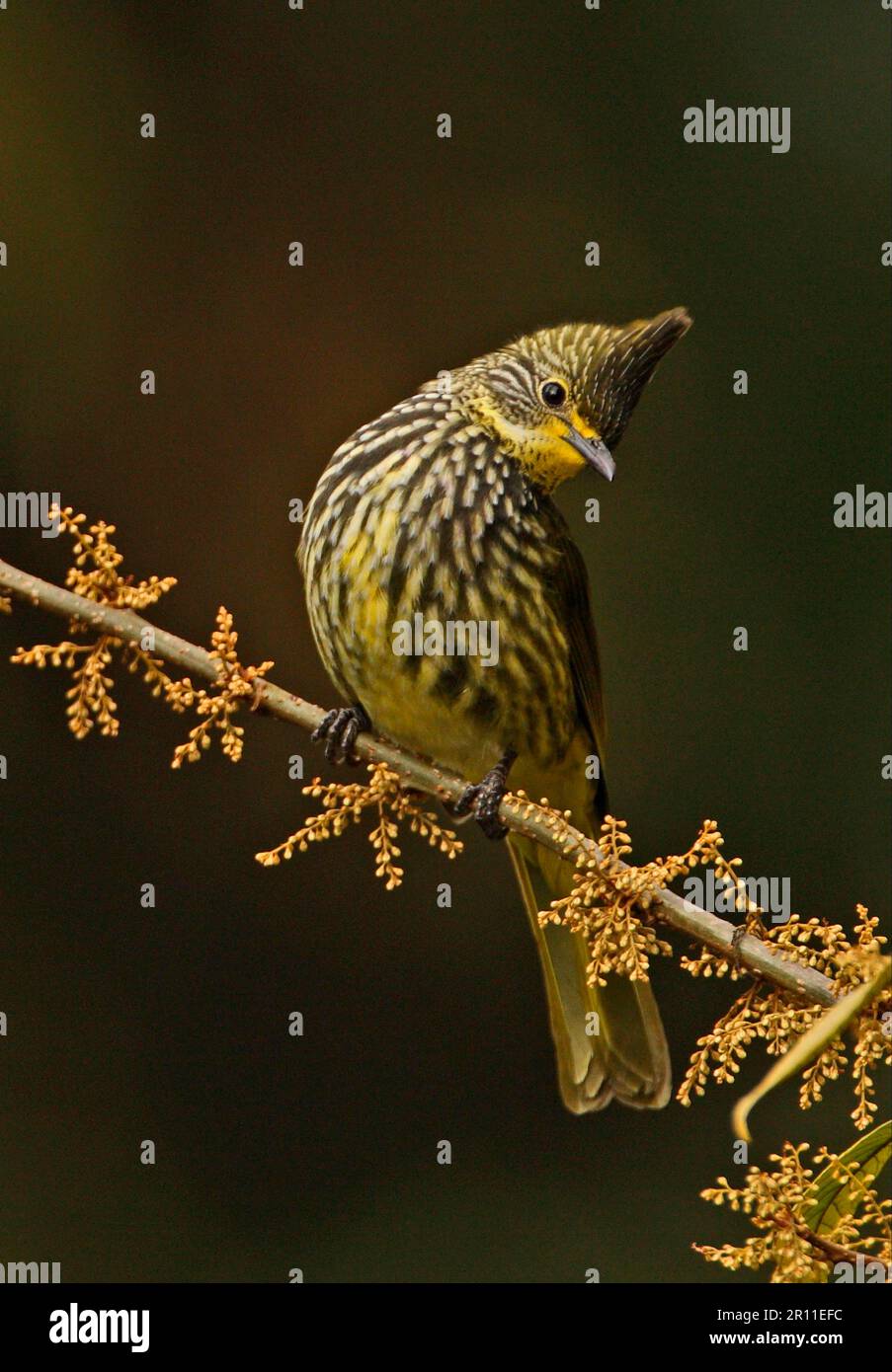 Gestreiftes Bulbul (Pycnonotus striatus), Erwachsene, hoch oben auf einem Zweig, Eaglenest Wildlife Sanctuary, Arunachal Pradesh, Indien Stockfoto