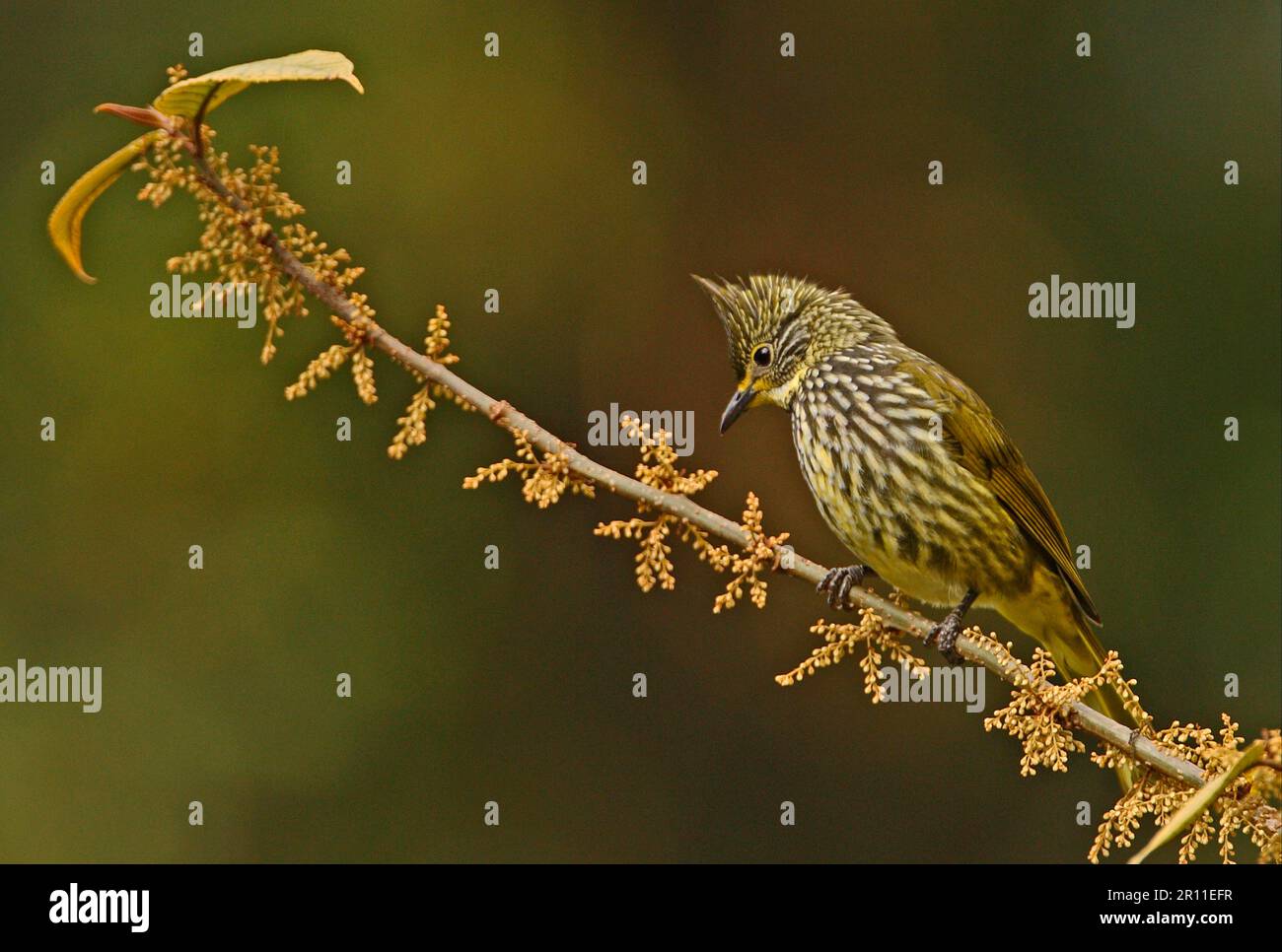 Gestreiftes Bulbul (Pycnonotus striatus), Erwachsene, hoch oben auf einem Zweig, Eaglenest Wildlife Sanctuary, Arunachal Pradesh, Indien Stockfoto