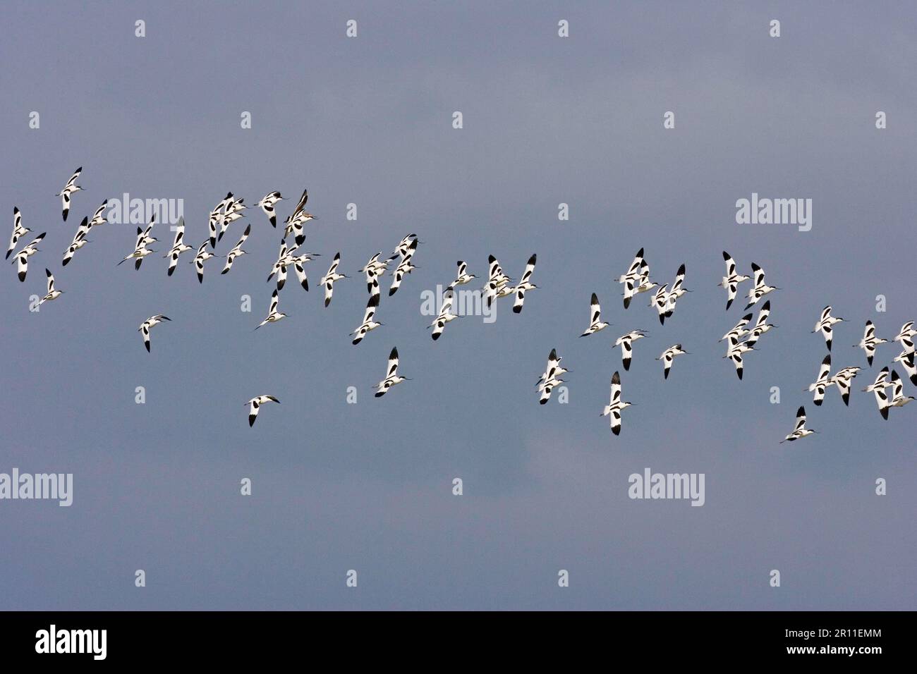 Im Flug befindliche Eurasian Avocet (Recurvirostra avocetta) Herde, Norfolk, England, Vereinigtes Königreich Stockfoto