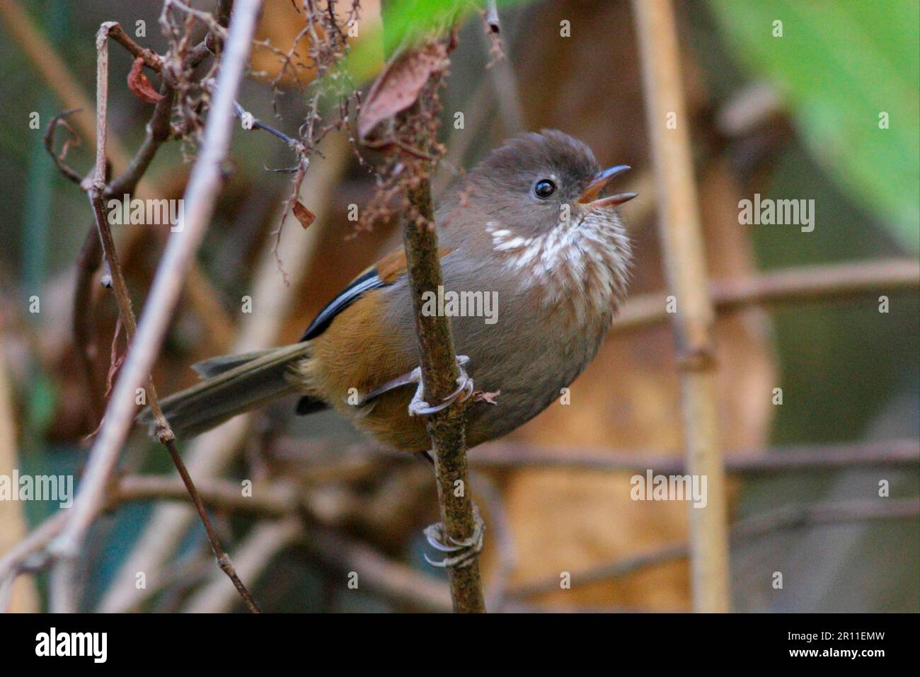 Braunthroated Fulvetta (Alcippe ludlowi), Erwachsener, Gesang, Eaglenest Wildlife Sanctuary, Arunachal Pradesh, Indien Stockfoto