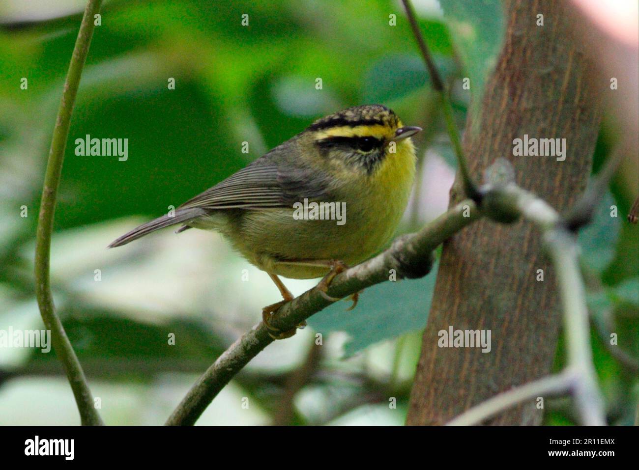 Gelbkehlkopf-Fulvetta (Alcippe cinerea), Erwachsener, hoch oben auf dem Zweig, Eaglenest Wildlife Sanctuary, Arunachal Pradesh, Indien Stockfoto
