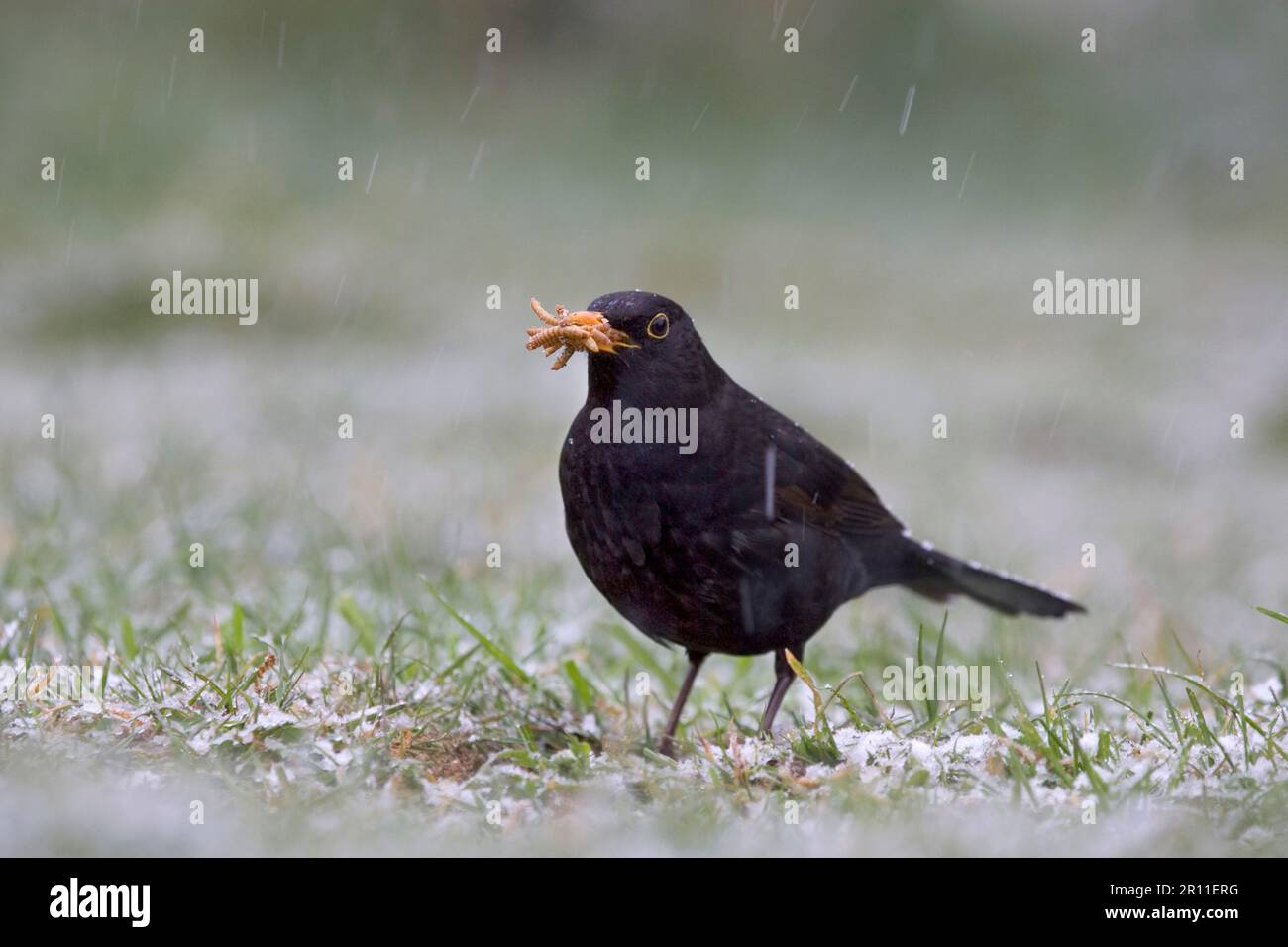 Europäischer Amboss (Turdus merula), ausgewachsener Mann, mit Mehlwürmern im Schnabel, auf Gartenrasen im Schneefall, Bentley, Suffolk, England, Vereinigtes Königreich Stockfoto