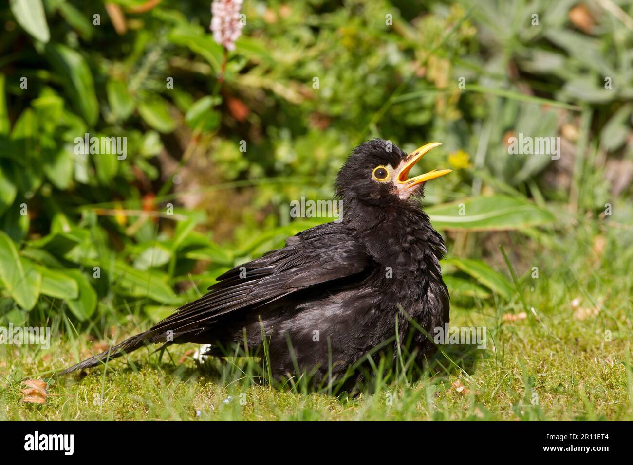 Blackbird, Blackbird, Blackbirds (Turdus merula), Blackbirds, Singvögel, Tiere, Vögel, Europäischer Blackbird männlich, Sonnenbaden auf dem Garten Stockfoto