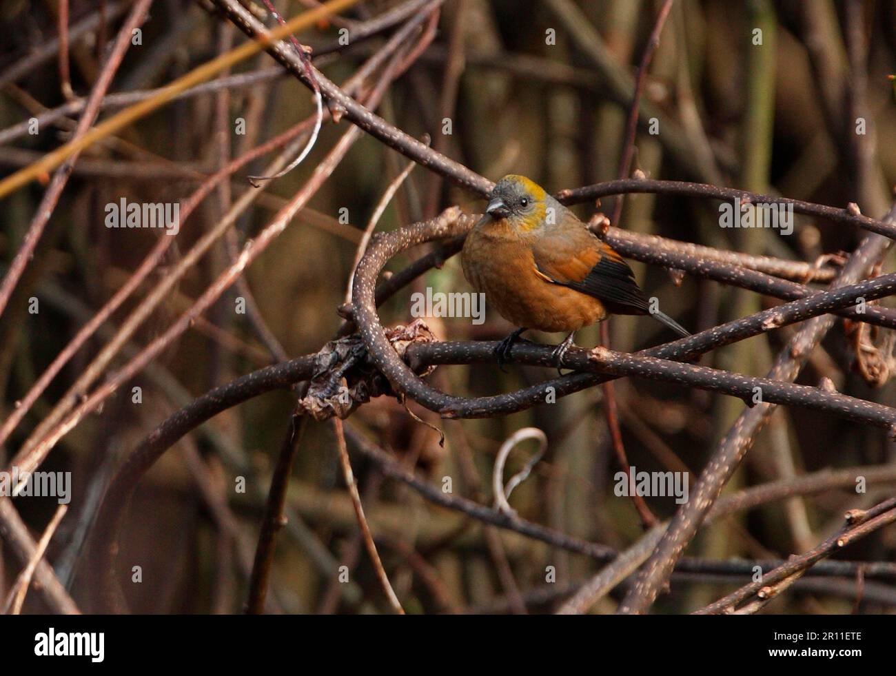 Goldschnabelfink (Pyrrhoplectes epauletta), weibliche Erwachsene, sitzt auf einem Ast, Eaglenest Wildlife Sanctuary, Arunachal Pradesh, Indien Stockfoto