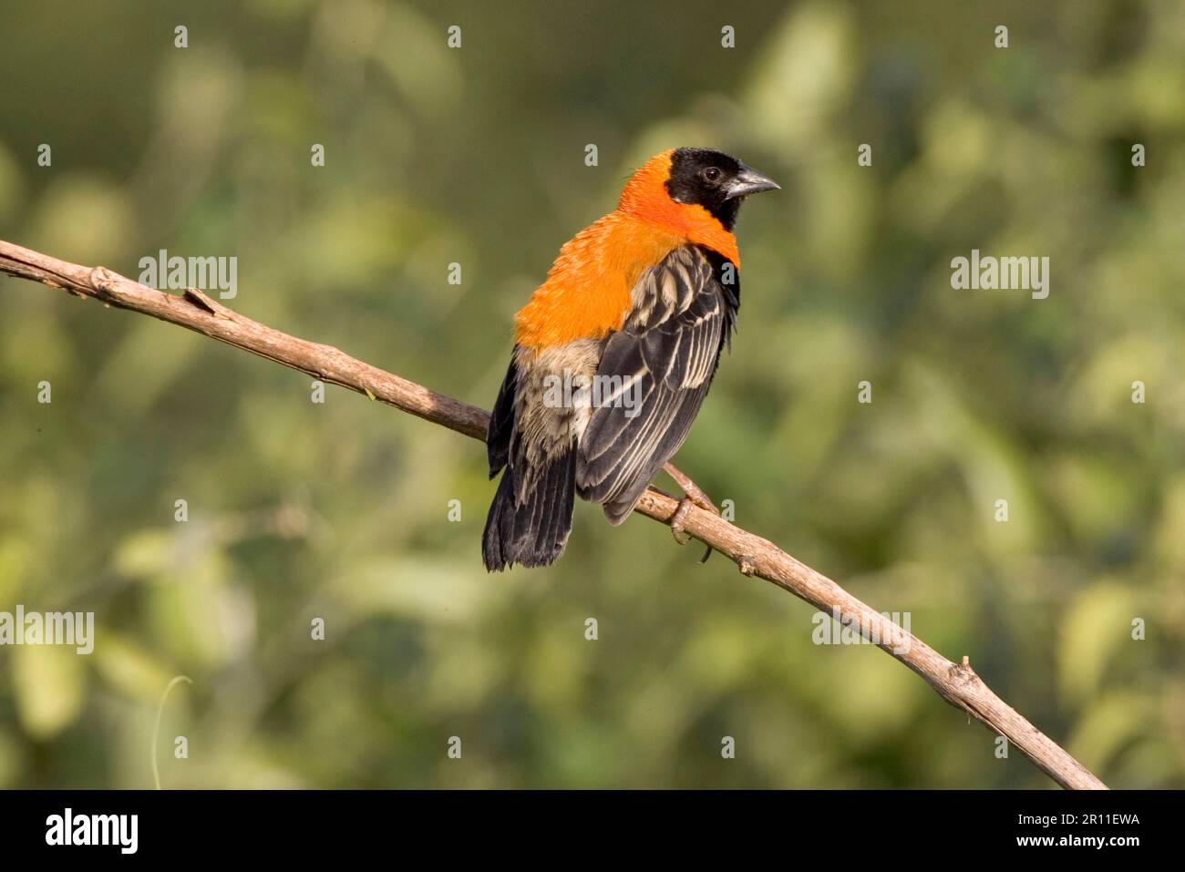 Schwarzer Bischof (Euplectes gierowii), Männlich auf dem Stiel Stockfoto