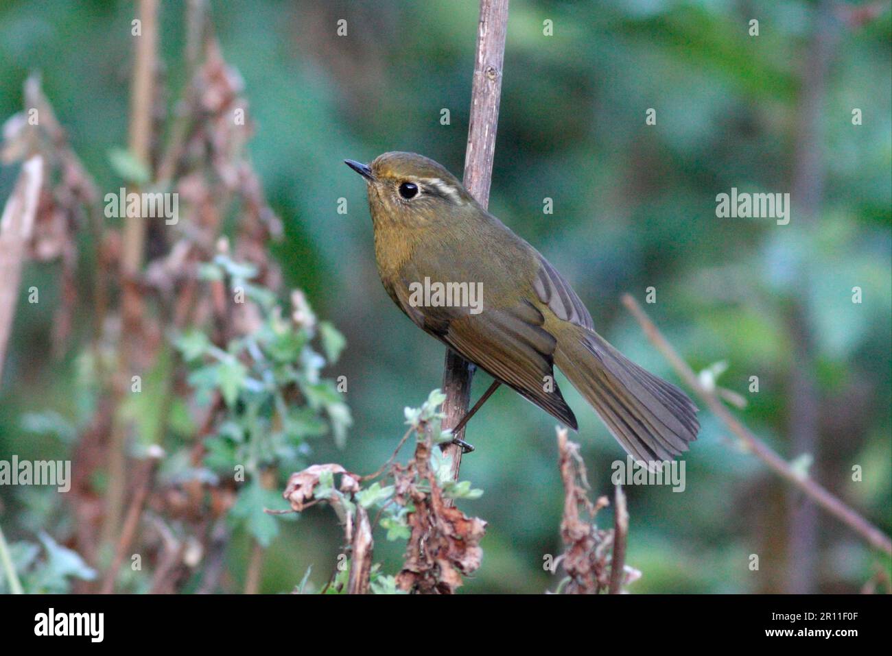 Weißbraun-Buschrobin (Tarsiger indicus), weiblich, hoch oben auf dem Stamm, Eaglenest Wildlife Sanctuary, Arunachal Pradesh, Indien Stockfoto