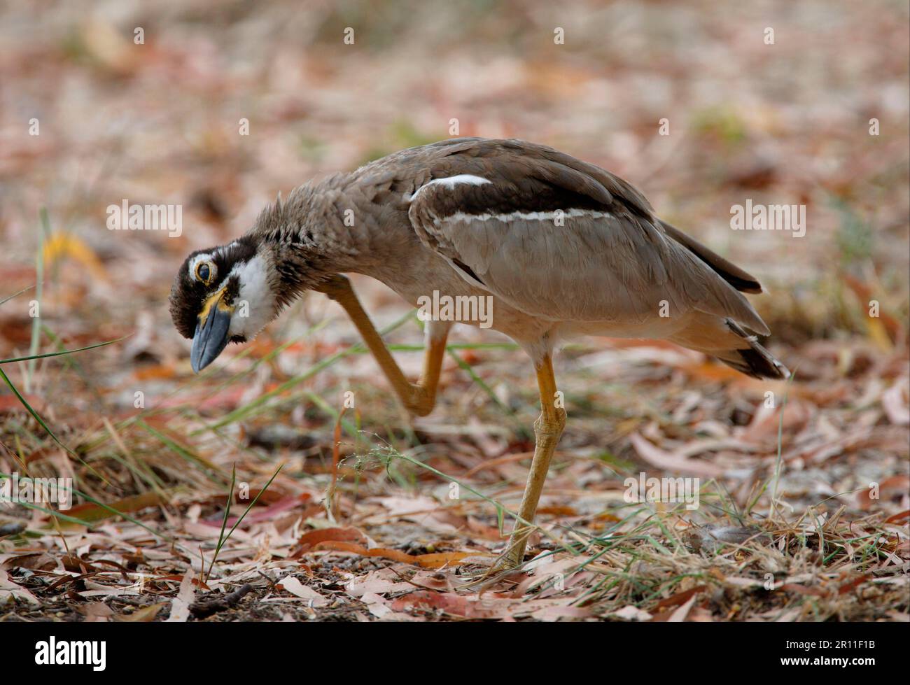 Beach Stone-Curlew (Esacus giganteus) Erwachsener, kratzt seinen Hals, Great Sandy N. P. Queensland, Australien Stockfoto