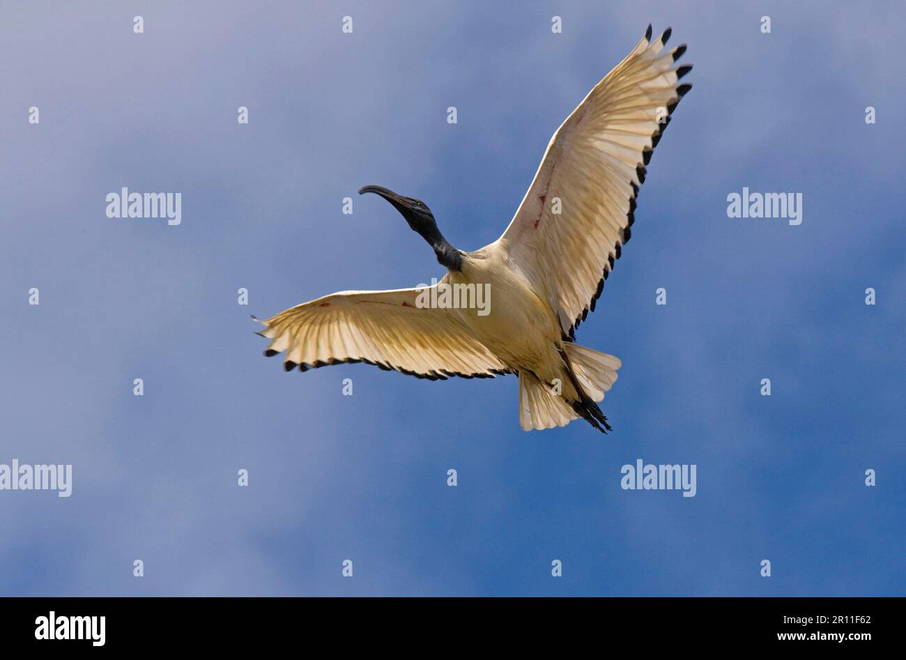 Heiliges Ibis, afrikanische heilige Ibisen (Threskiornis aethiopicus), Tiere, Vögel, heiliges Ibis Erwachsener, im Flug, Südafrika Stockfoto