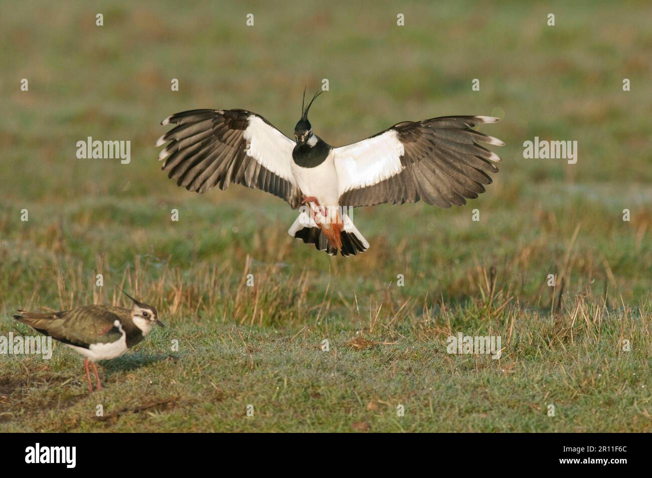 Northern Lapwing (Vanellus vanellus), erwachsenes Paar, im Werben, männlich, weiblich, North Kent Marshes, Kent, England, Vereinigtes Königreich Stockfoto