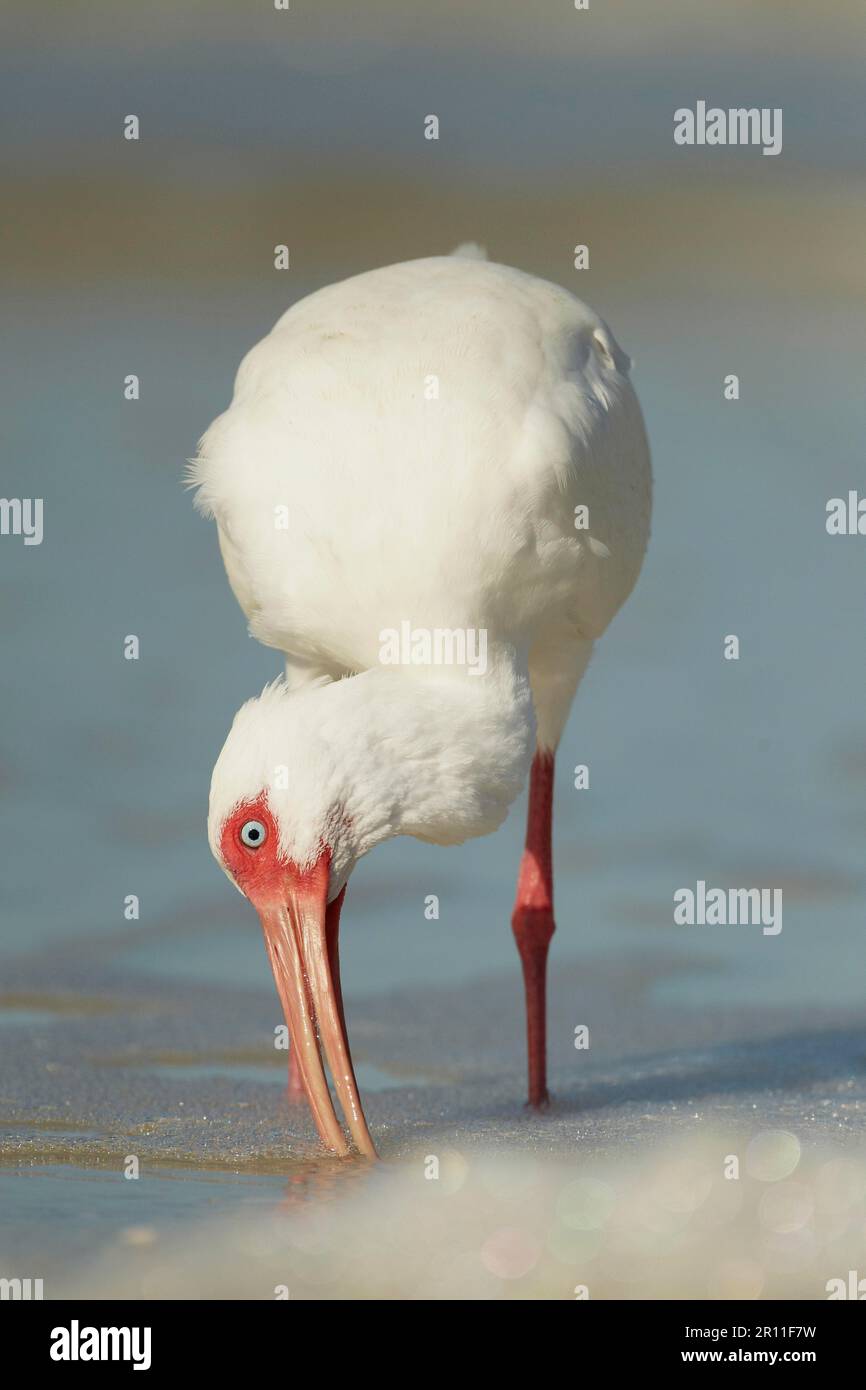 American White Ibis (Eudocimus albus), Erwachsener, beim Surfen am Strand, Fort Myers, Florida (USA) S.A. Stockfoto