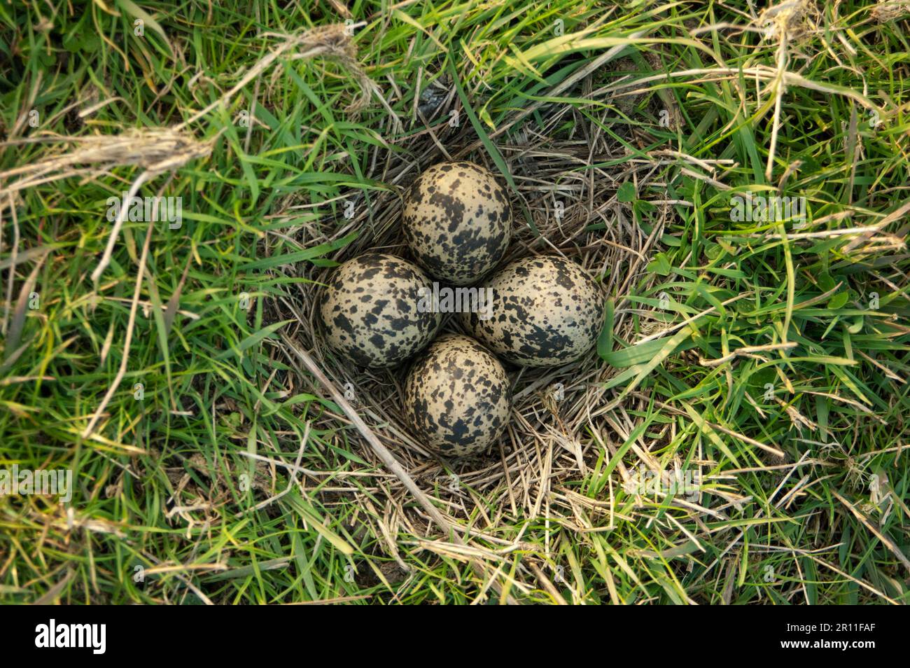 Nördlicher Lapwing (Vanellus vanellus) Nest mit vier Eiern, North Kent Marshes, Kent, England, Vereinigtes Königreich Stockfoto