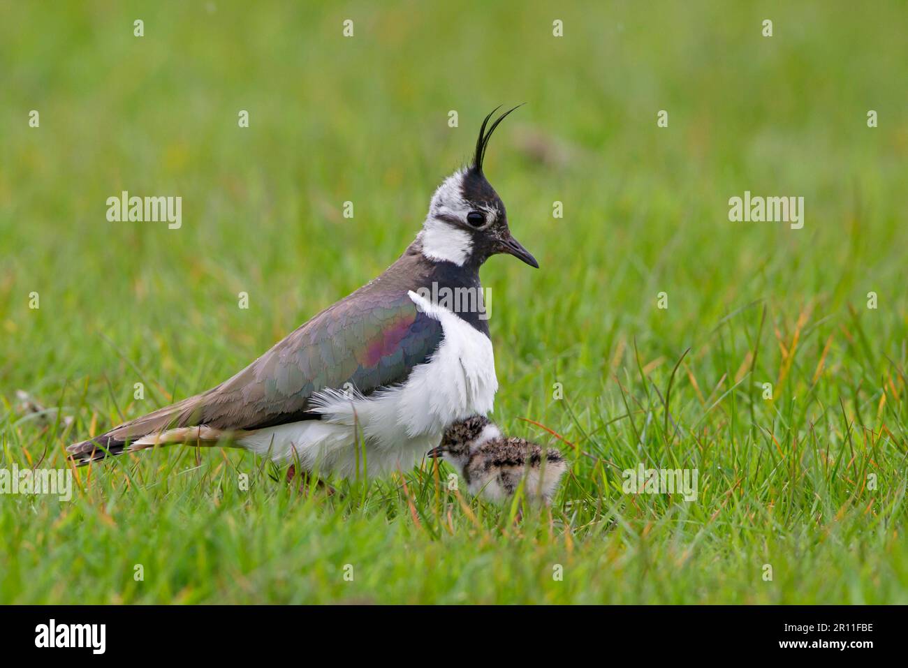 Ausgewachsene weibliche nördliche Lapwings (Vanellus vanellus), kurz vor der Inkubation eines frisch geschlüpften Küken, Suffolk, England, Vereinigtes Königreich Stockfoto