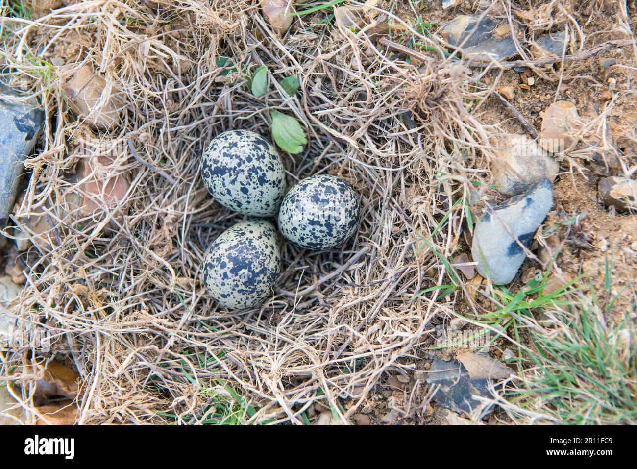 Nördlicher Lapwing (Vanellus vanellus) drei Eier in Nest, Breckland, Norfolk, England, Vereinigtes Königreich Stockfoto