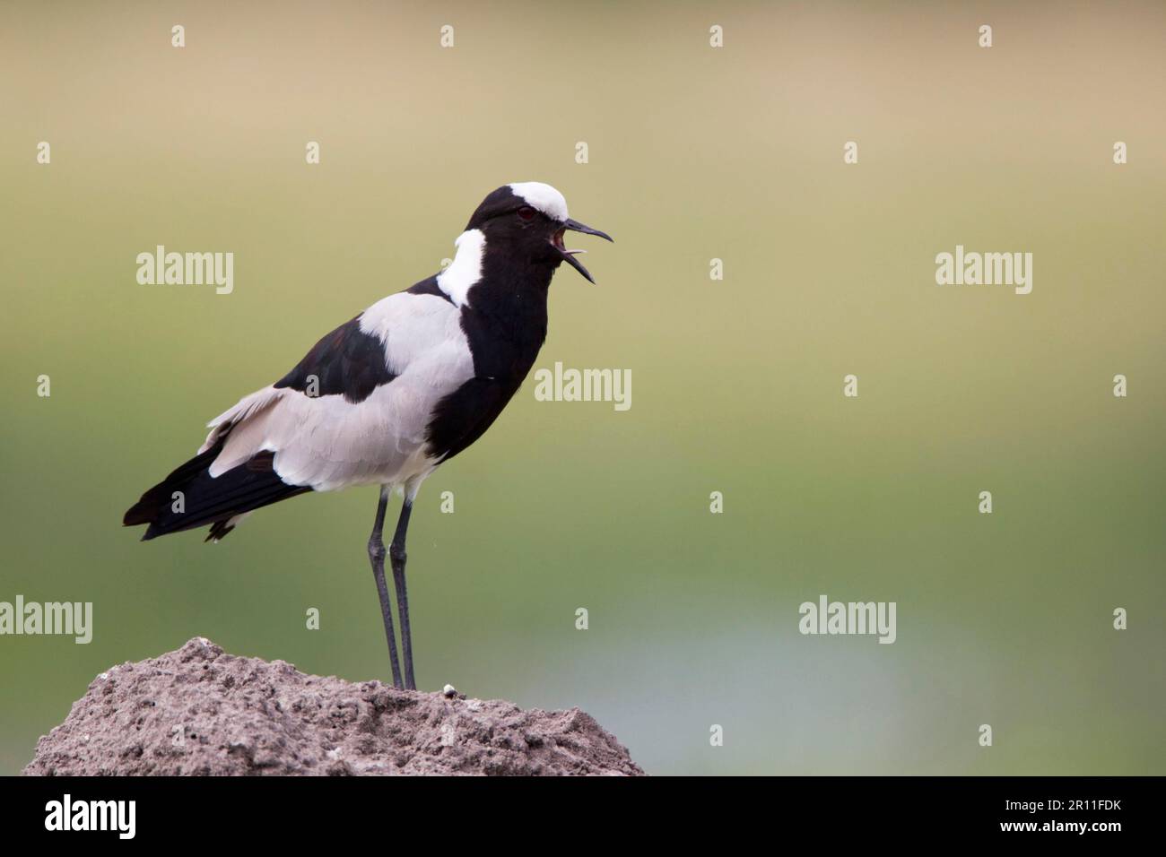 Schmiedetaucher (Vanellus armatus), Schmiedetaucher, Schmiedetaucher, Schmiedetaucher, Schmiedetaucher, Tiere, Vögel, Waders, Blacksmith Plover Stockfoto