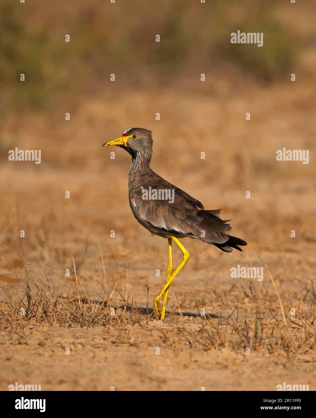 afrikanischer, wackeliger Lapwing (Vanellus senegallus), Erwachsener, auf sandigem Boden, in der Nähe von St. Louis, Senegal Stockfoto