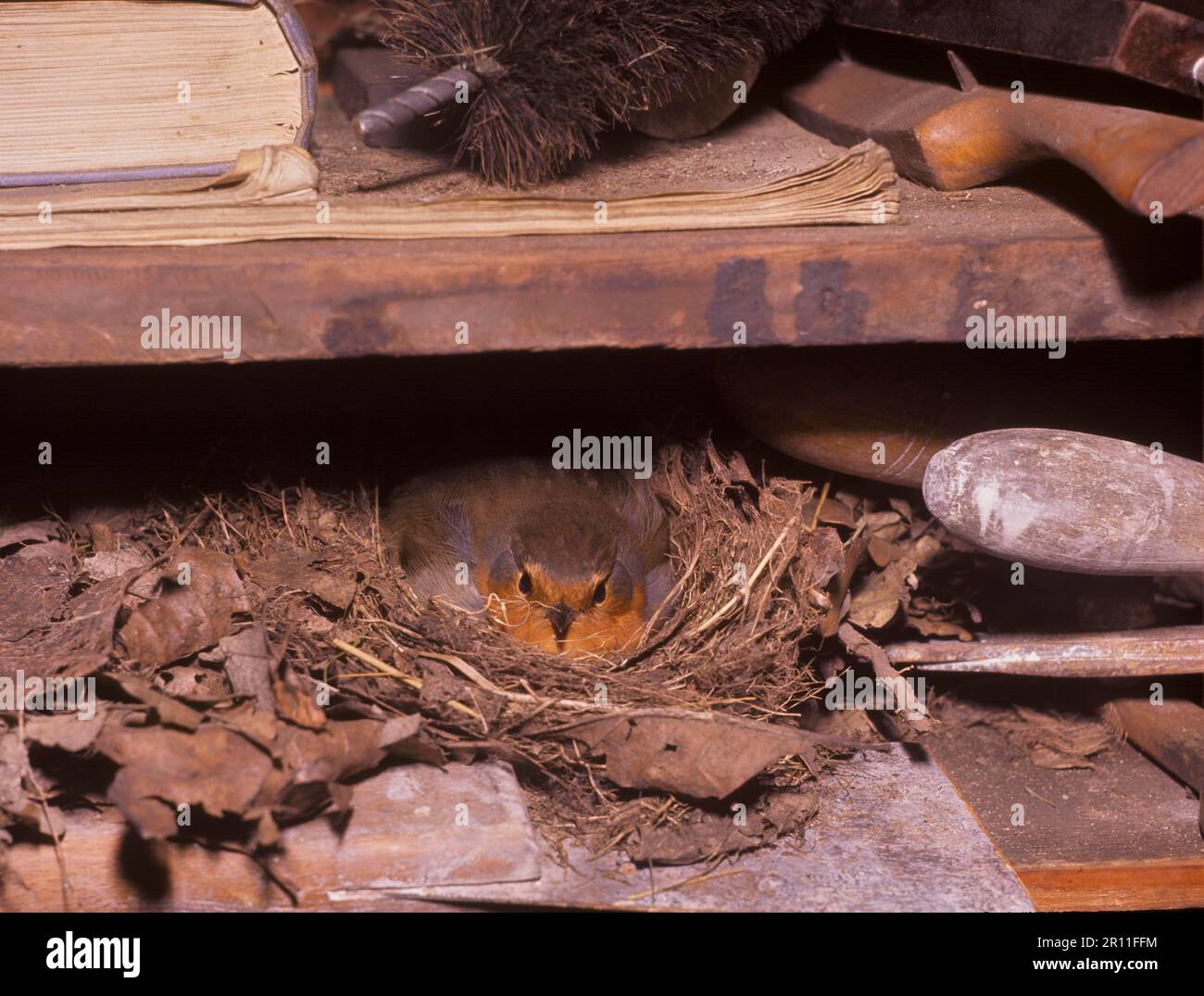 Europäisches Robin (Erithacus rubecula) Bruteier im Nest, auf dem Werkzeugschuppenregal (S) Stockfoto