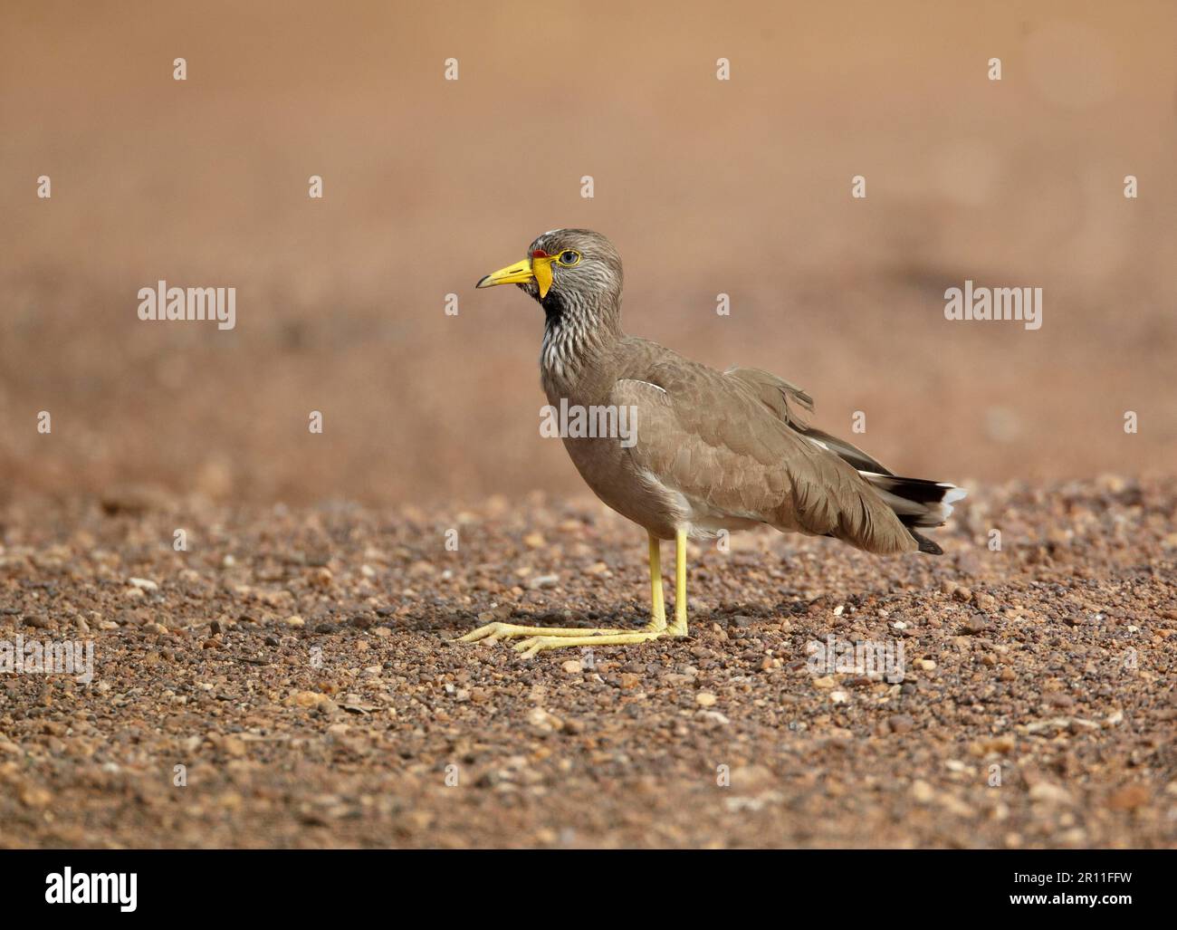 afrikanischer, wackeliger Lapwing (Vanellus senegallus), Erwachsener, auf Sand sitzend, Niokolo-Koba, Senegal Stockfoto