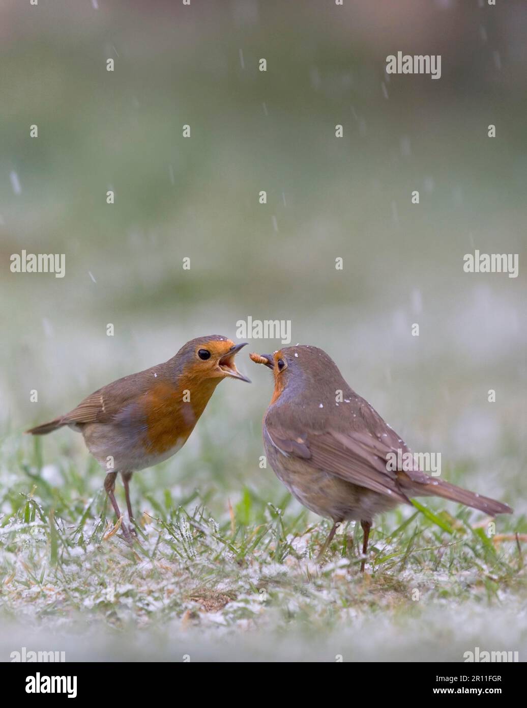 Europäisches Rotkehlchen (Erithacus rubecula), Erwachsene Paar, Paarungsfütterung, auf Gartenrasen im Schneefall, Bentley, Suffolk, England, Vereinigtes Königreich Stockfoto