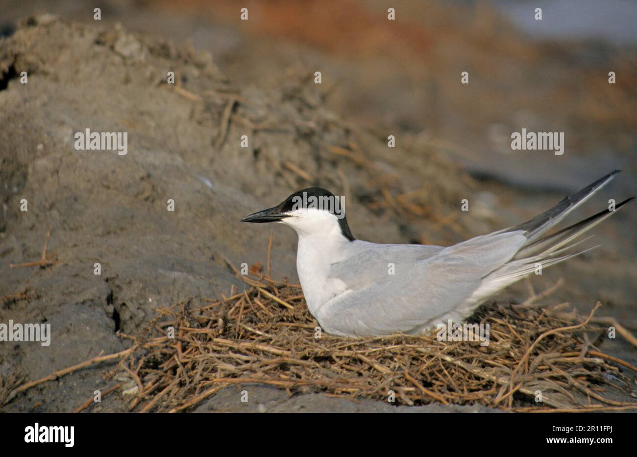 Adulte Seehechte (Sterna nilotica), die auf einem Nest, Spanien, sitzt Stockfoto