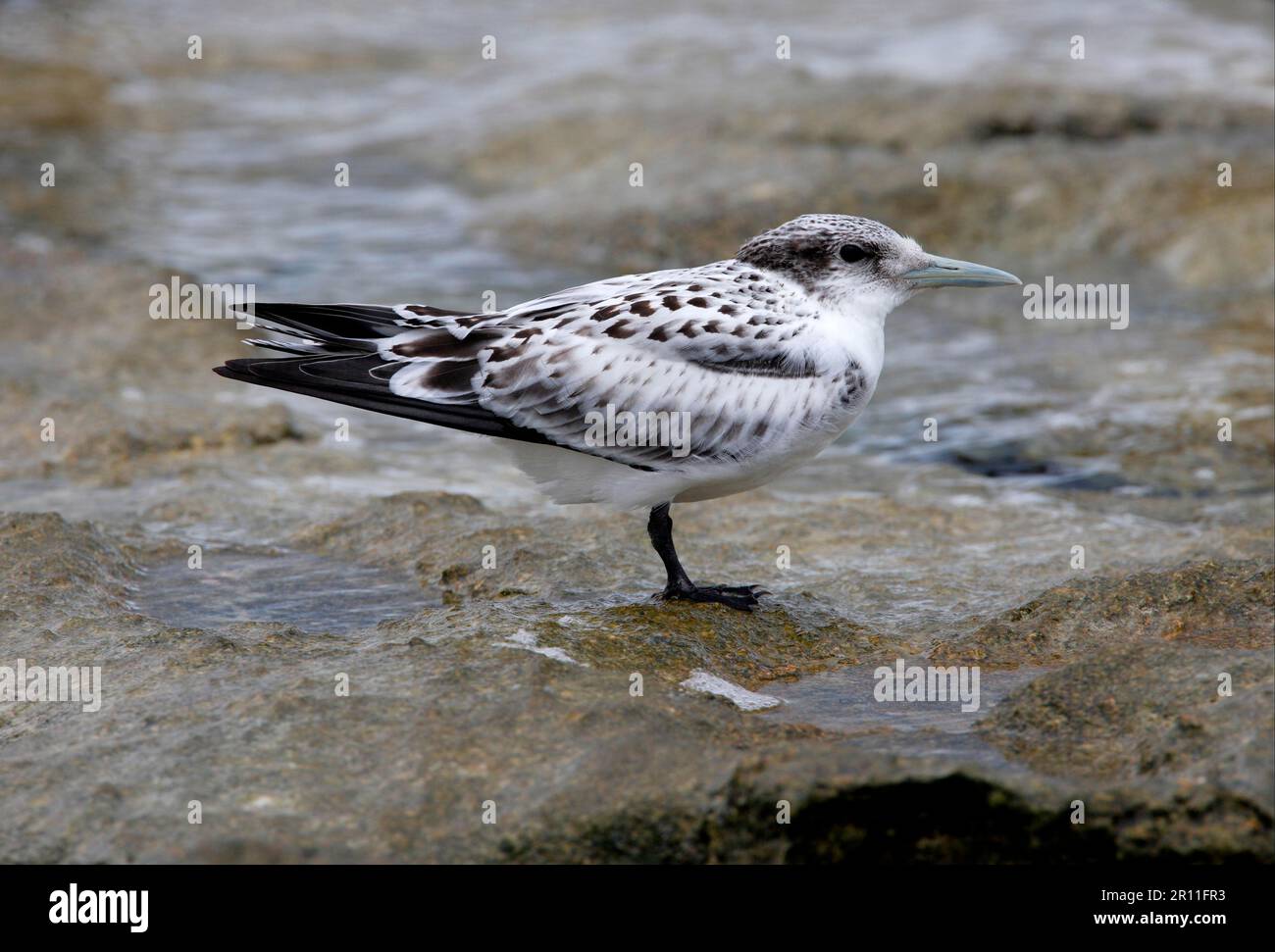 Crested Tern (Sterna bergii) juvenile, stehend am Korallenriff, Lady Elliot Island, Queensland, Australien Stockfoto