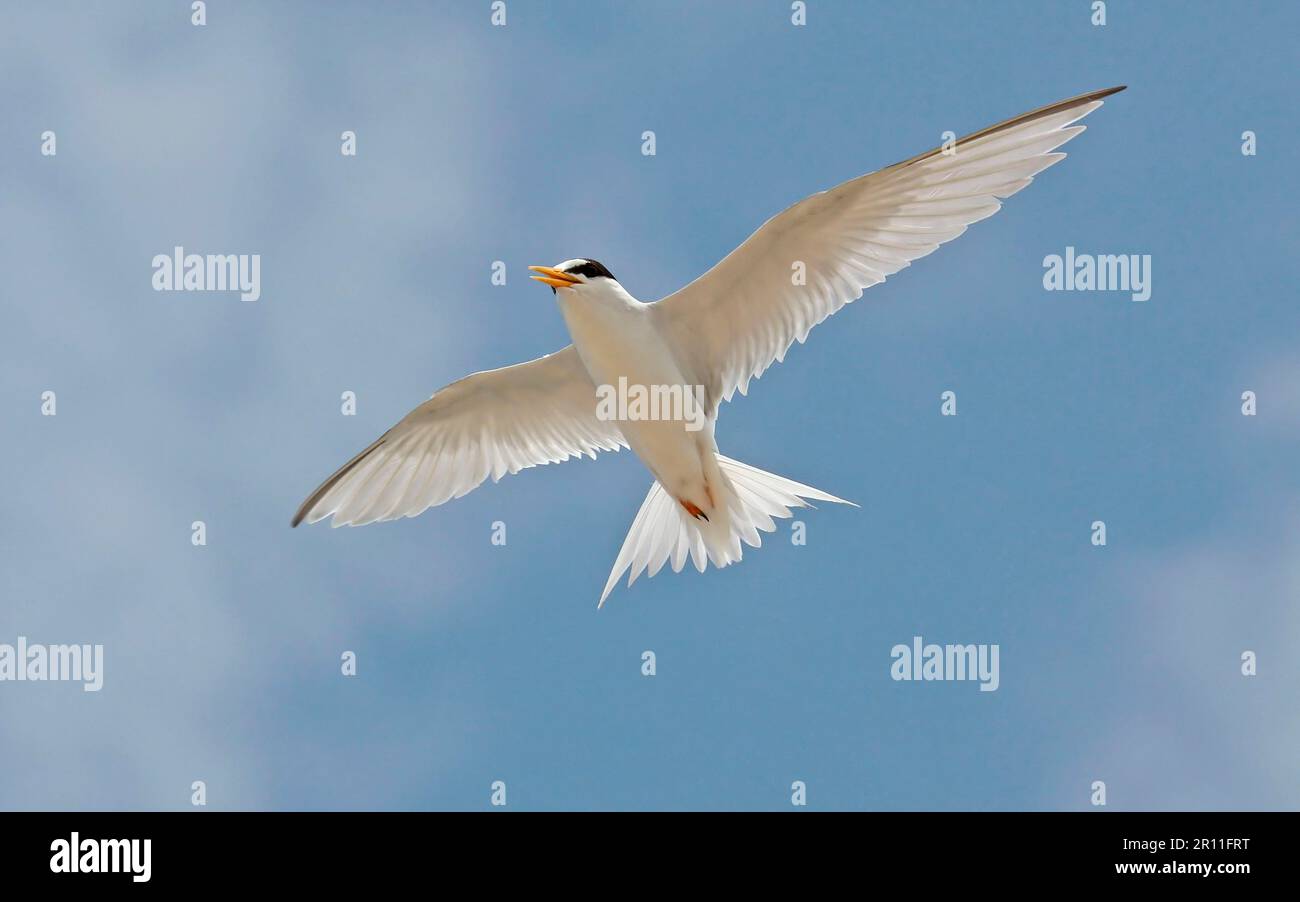 Amerikanischer kleiner Tern, Mindest-Tern (Sterna Antillarum) Tern, Tiere, Vögel, Mindest-Tern Erwachsener, im Flug, Grand Cayman, Kaimaninseln Stockfoto