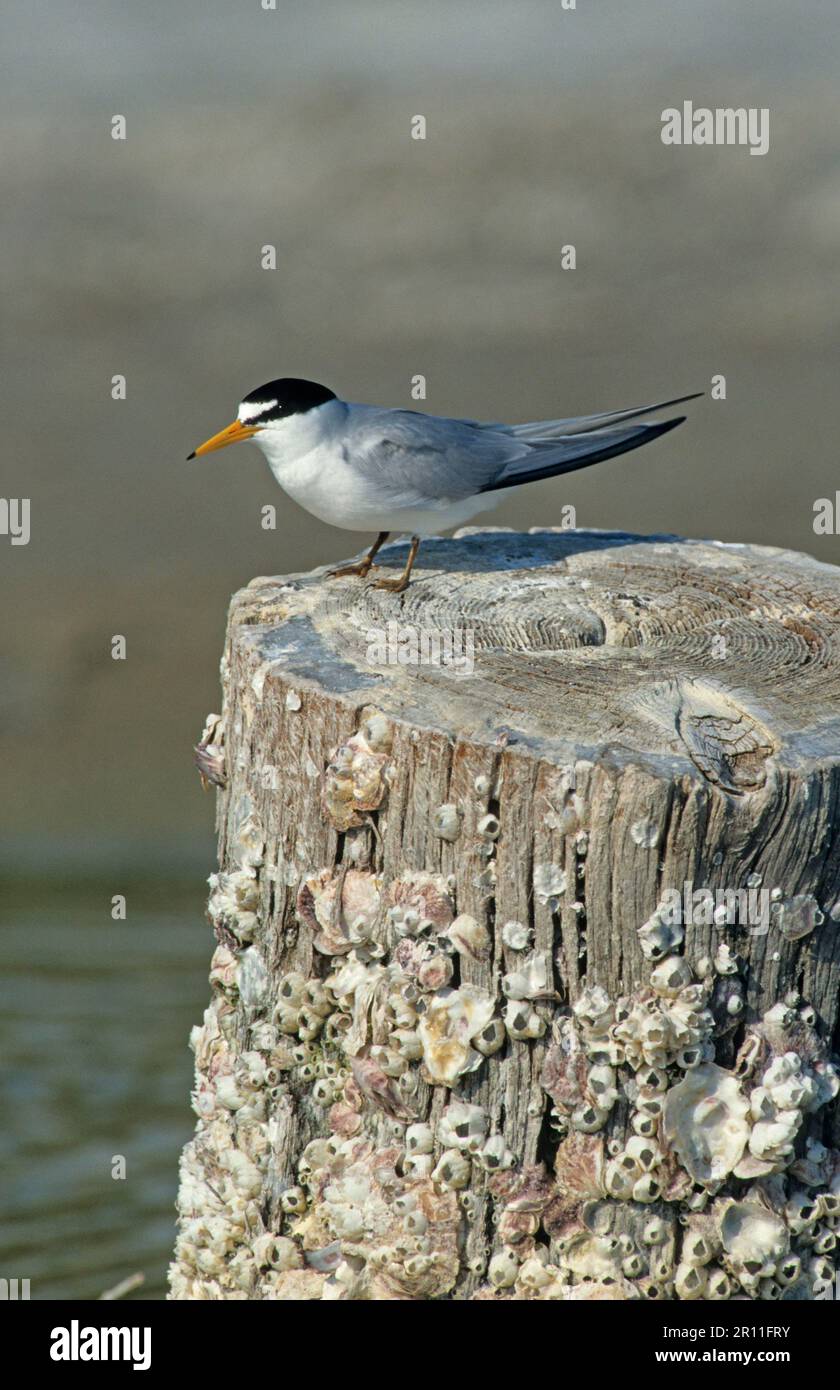 Amerikanischer kleiner Tern, Mindest-Tern (Sterna Antillarum) Tern, Tiere, Vögel, Mindest-Tern auf einem Pfosten mit Muschel Stockfoto